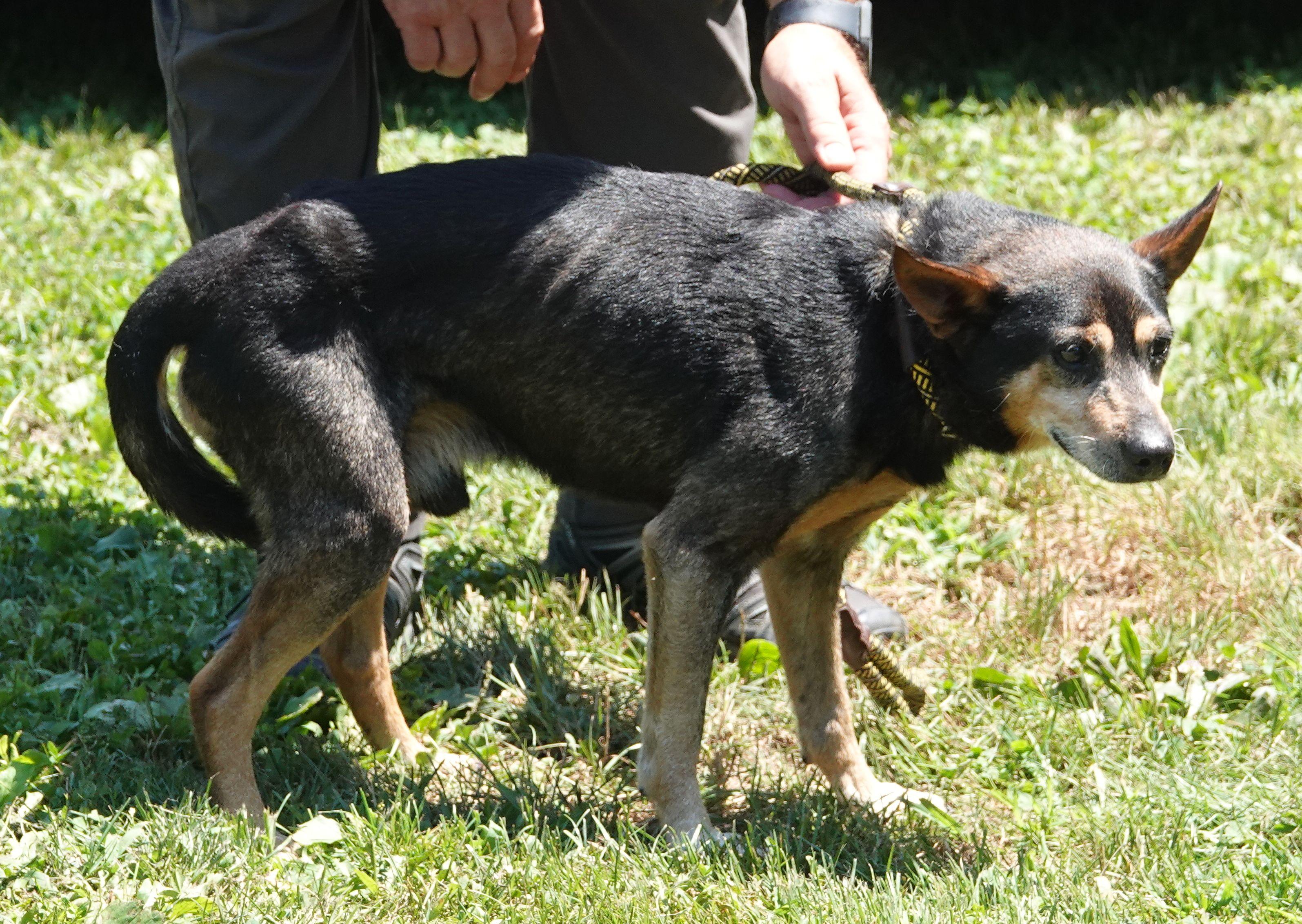 Edwin - RESCUED, a Adopted Mixed Breed in Millfield, OH image 2/3