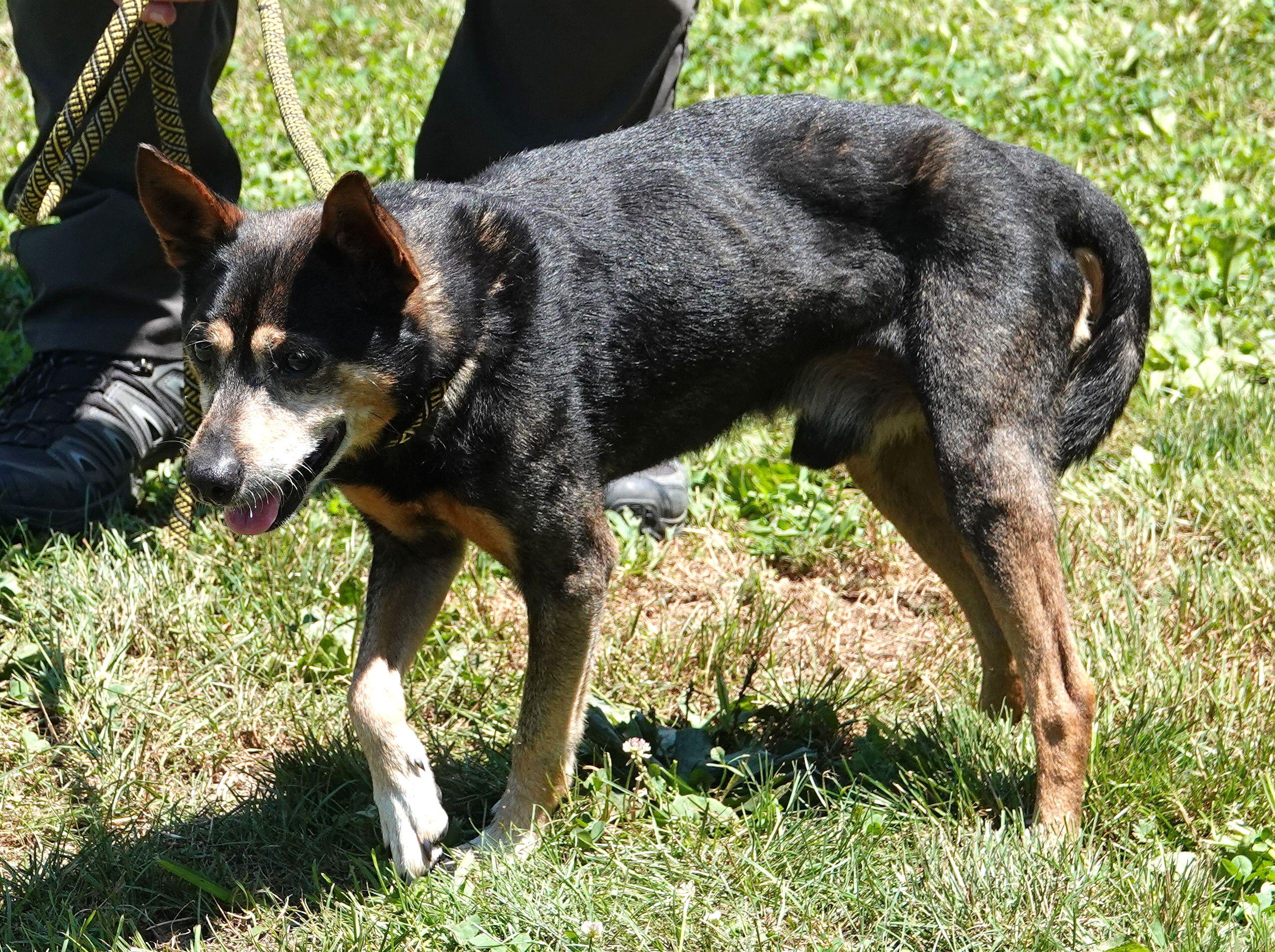 Edwin - RESCUED, a Adopted Mixed Breed in Millfield, OH image 3/3