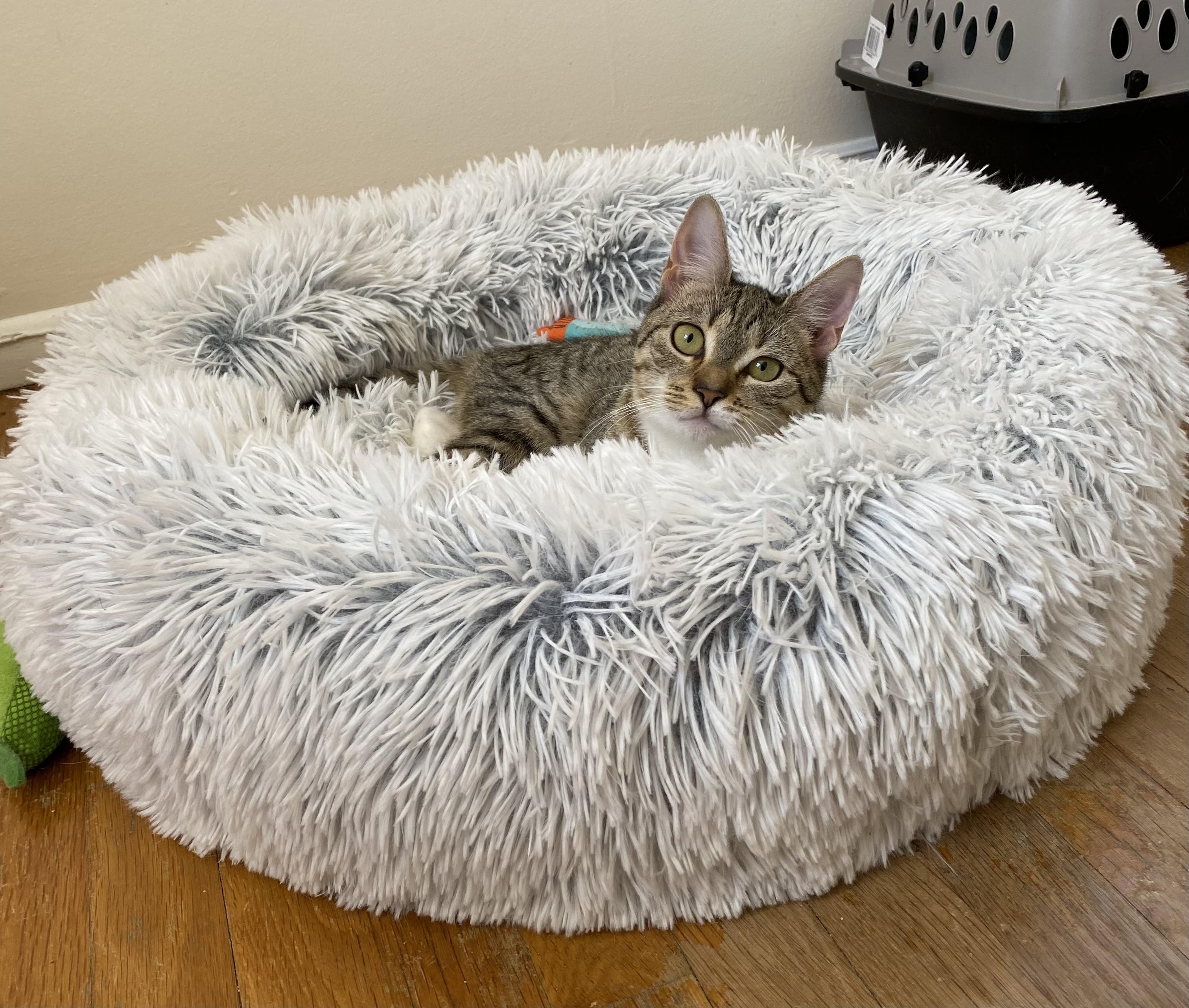Enlarge Olive, a Adoptable Domestic Short Hair in Allentown, NJ image 3/6