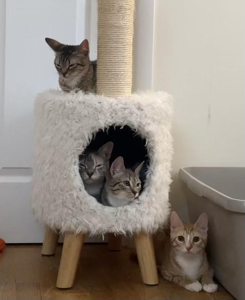 Enlarge Olive, a Adoptable Domestic Short Hair in Allentown, NJ image 5/6