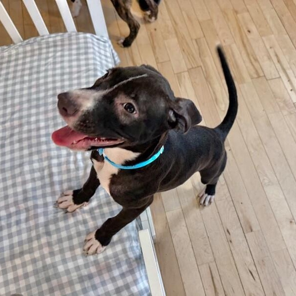 Wren Magnolia — thumbnail 5