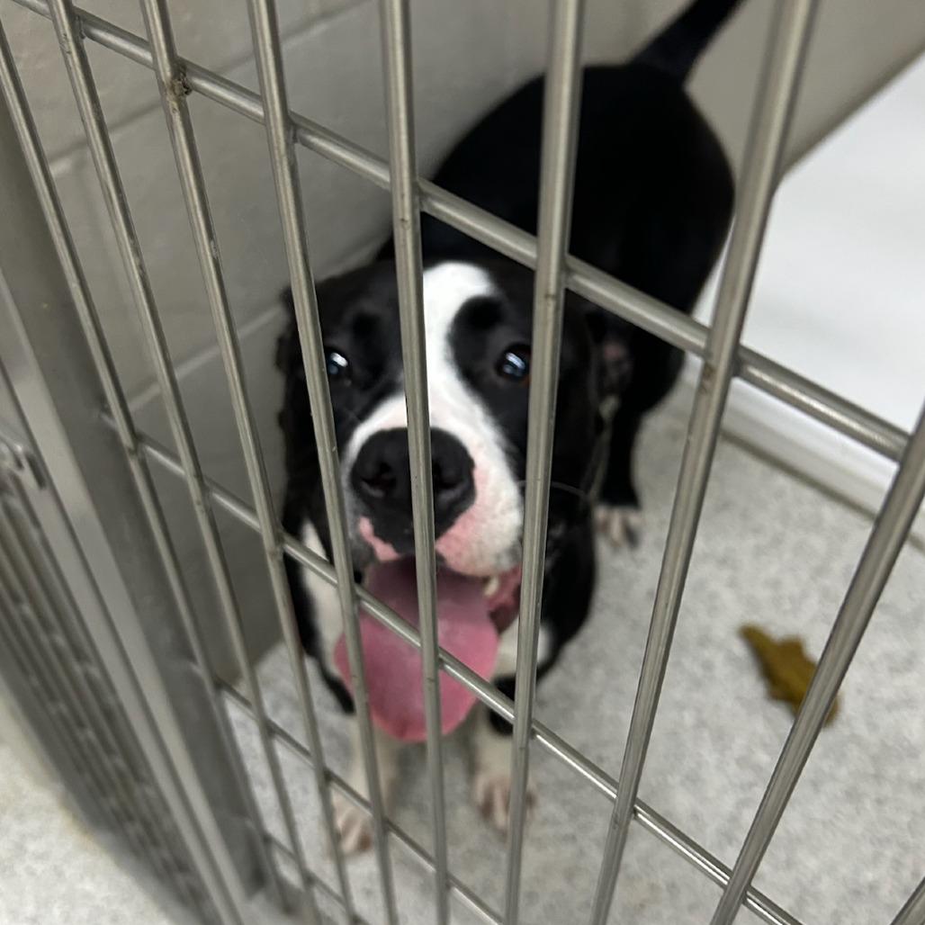 Whinnie, Adoptable, Young Female Pit Bull Terrier.