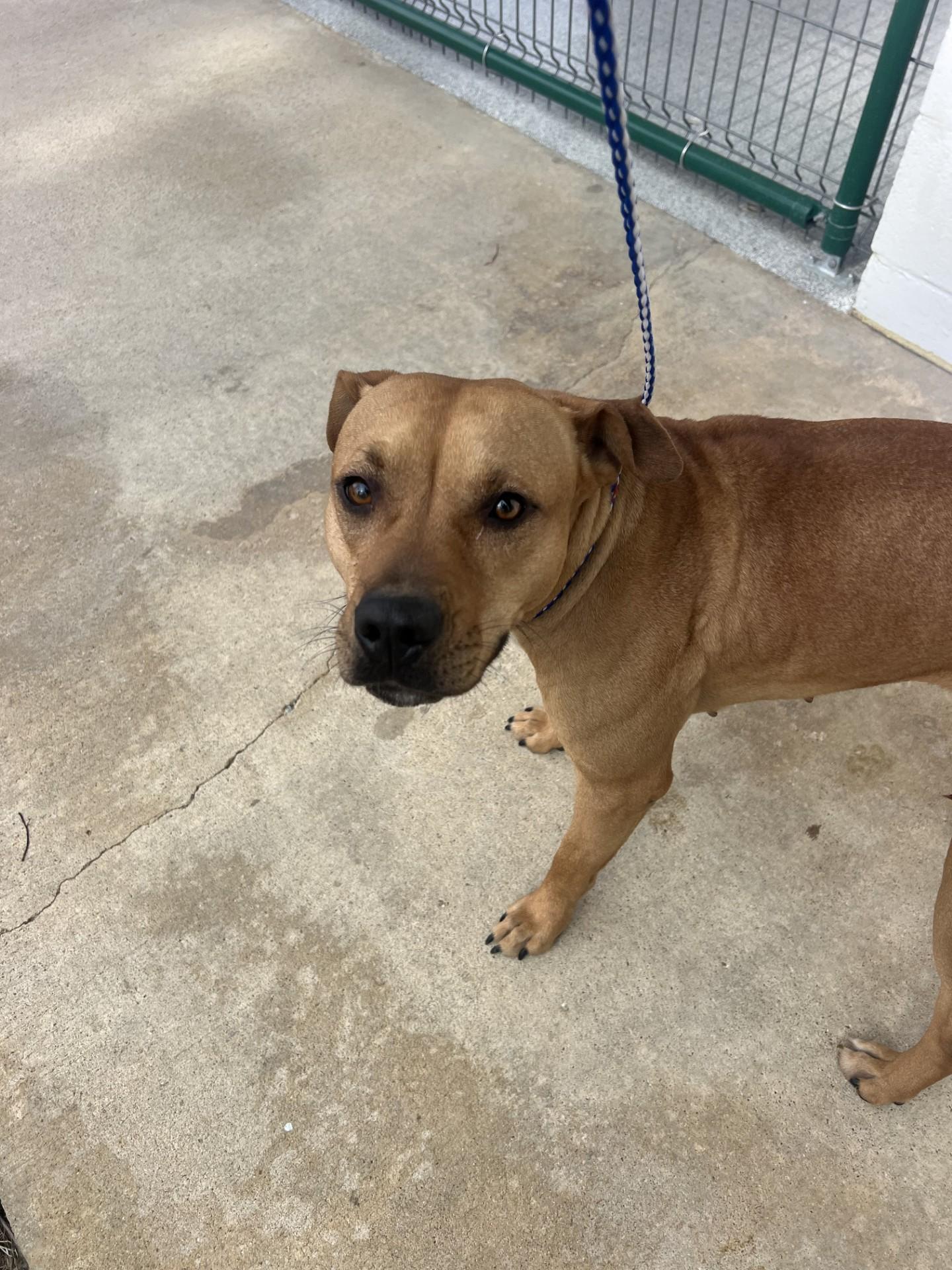 Balenci7929, ADOPTABLE, Adult Female Pit Bull Terrier.