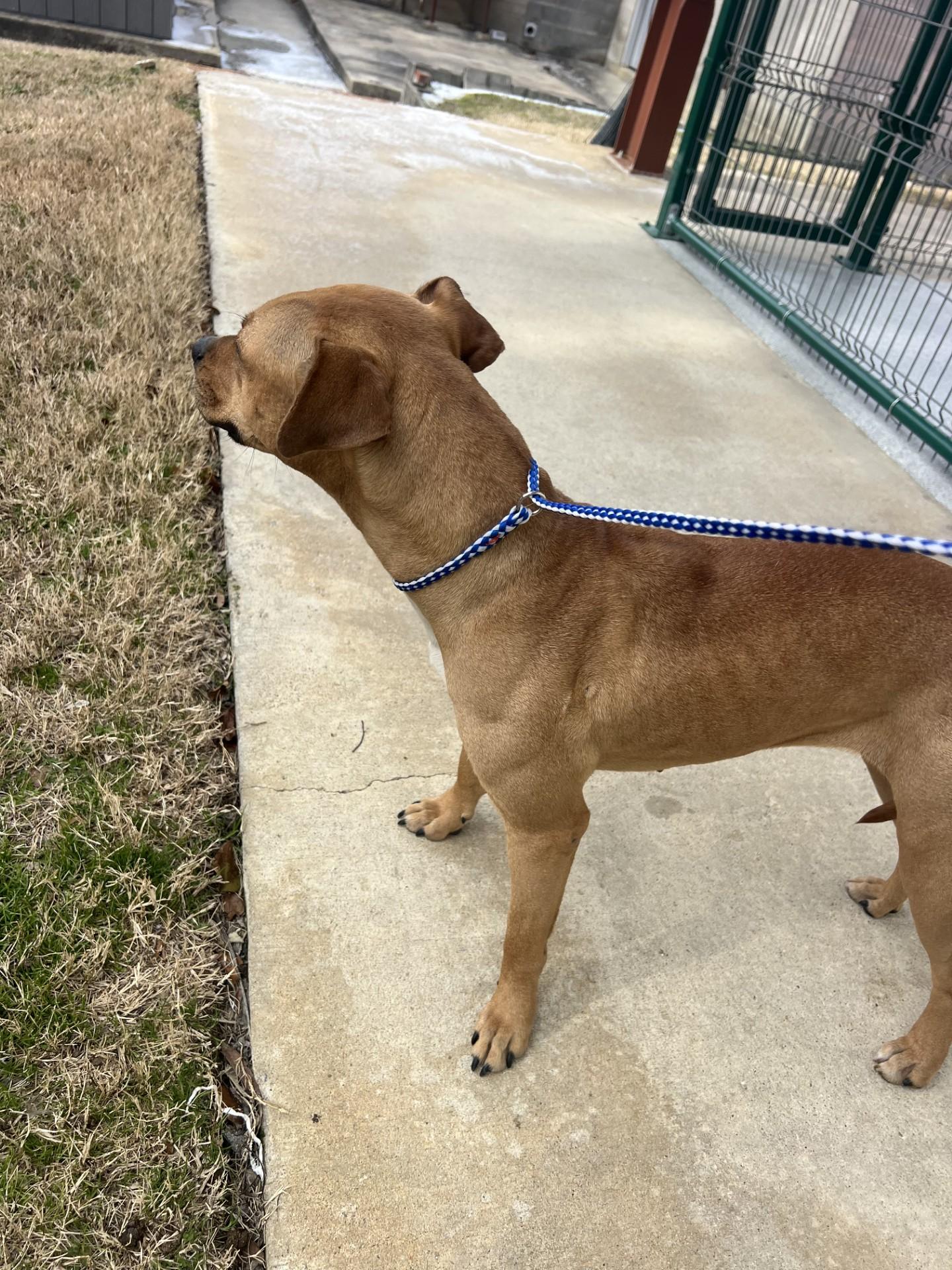 Enlarge Balenci7929 (RECLAIMED), a ADOPTABLE mixed breed in Rocky Mount, NC image 3/3