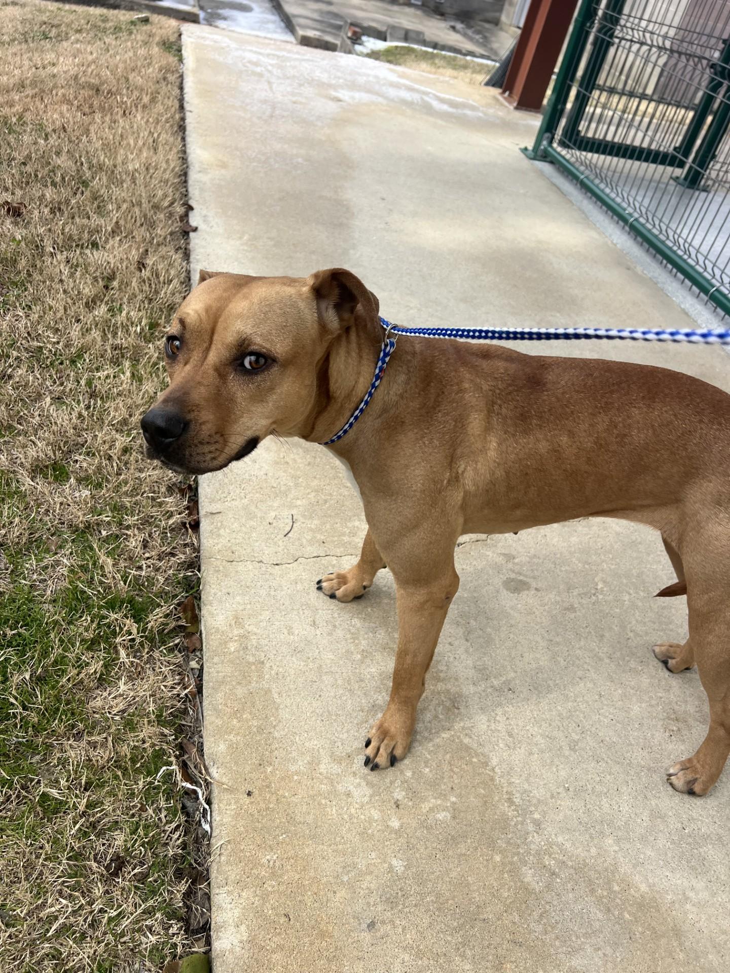 Enlarge Balenci7929 (RECLAIMED), a ADOPTABLE mixed breed in Rocky Mount, NC image 2/3