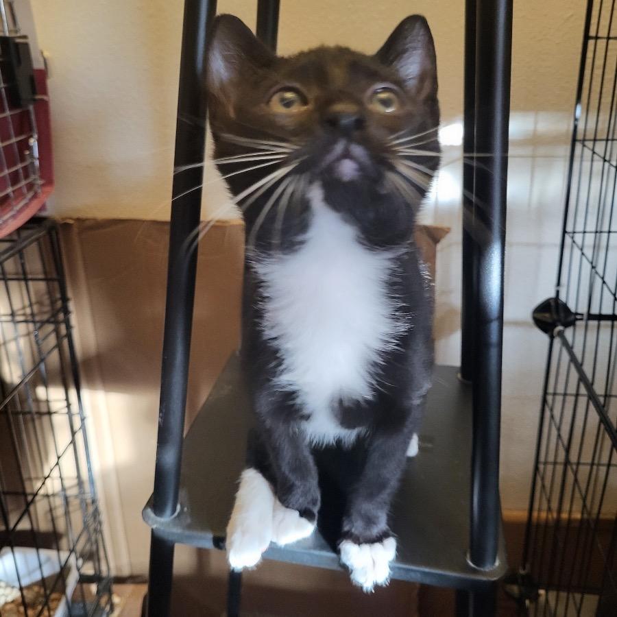 Enlarge Boots, a Adoptable Domestic Short Hair in Estacada, OR image 1/1