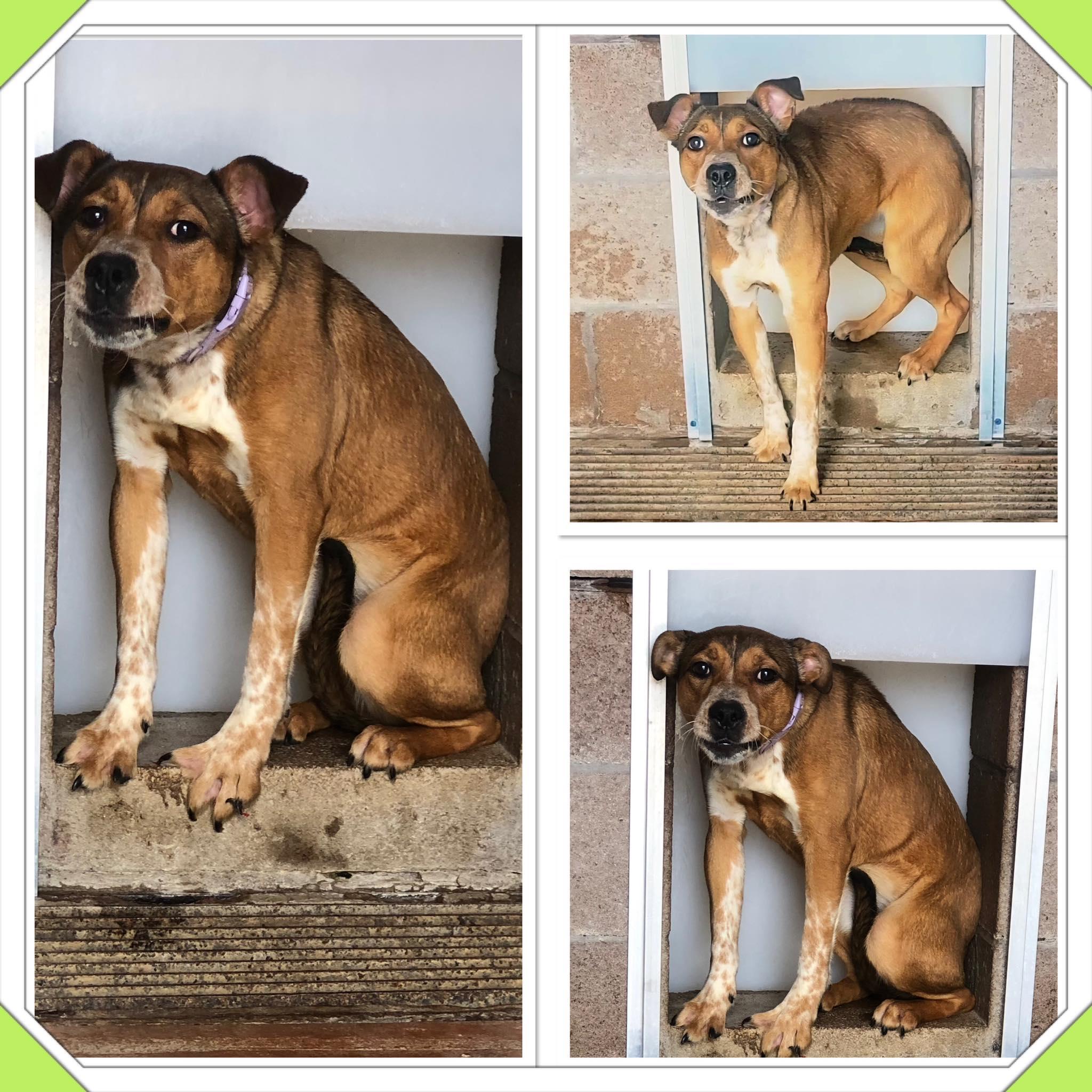 DIXIE, ADOPTABLE, Puppy Female Boxer & Australian Cattle Dog / Blue Heeler.