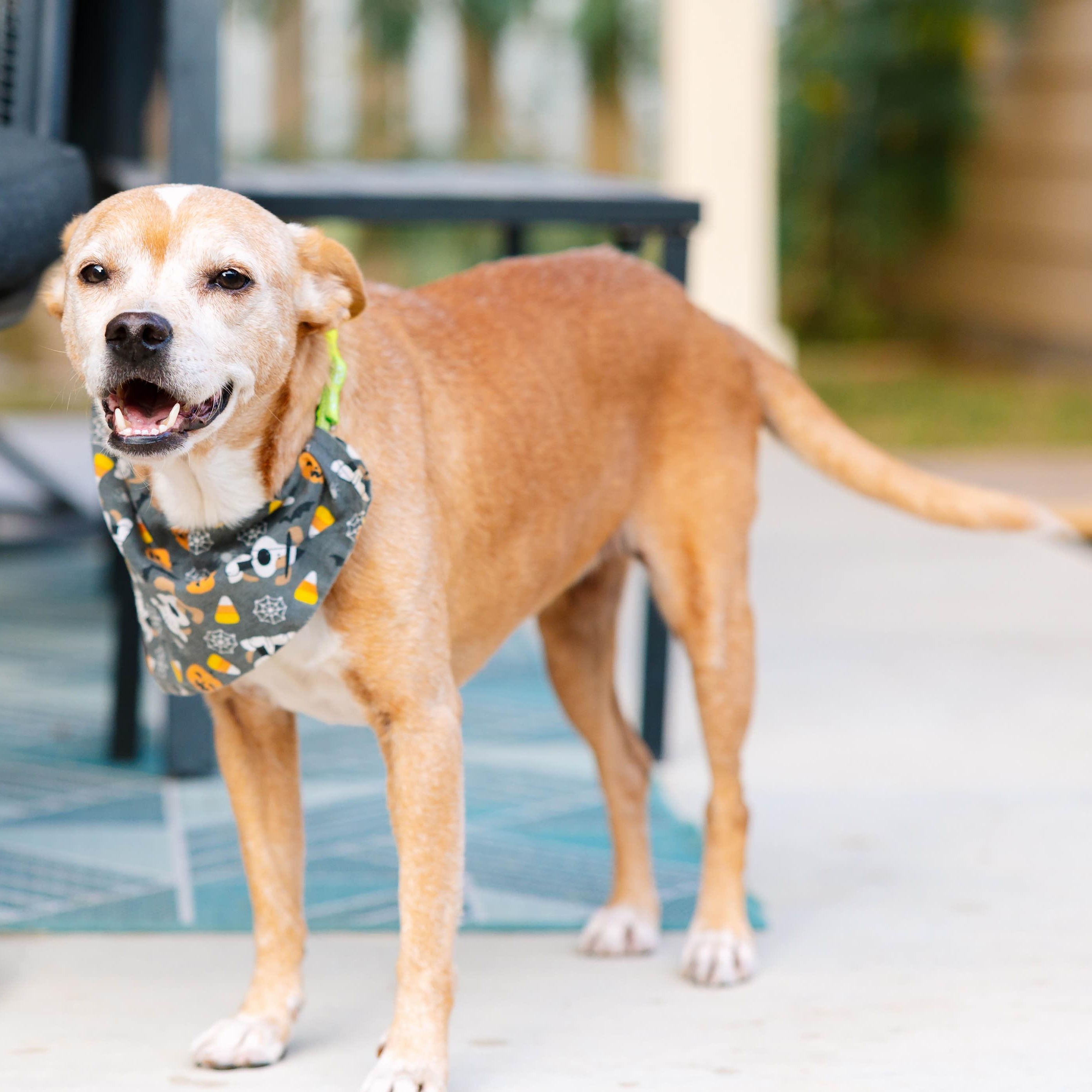 Addy, a Adoptable mixed breed in Brewster, NY image 1/5