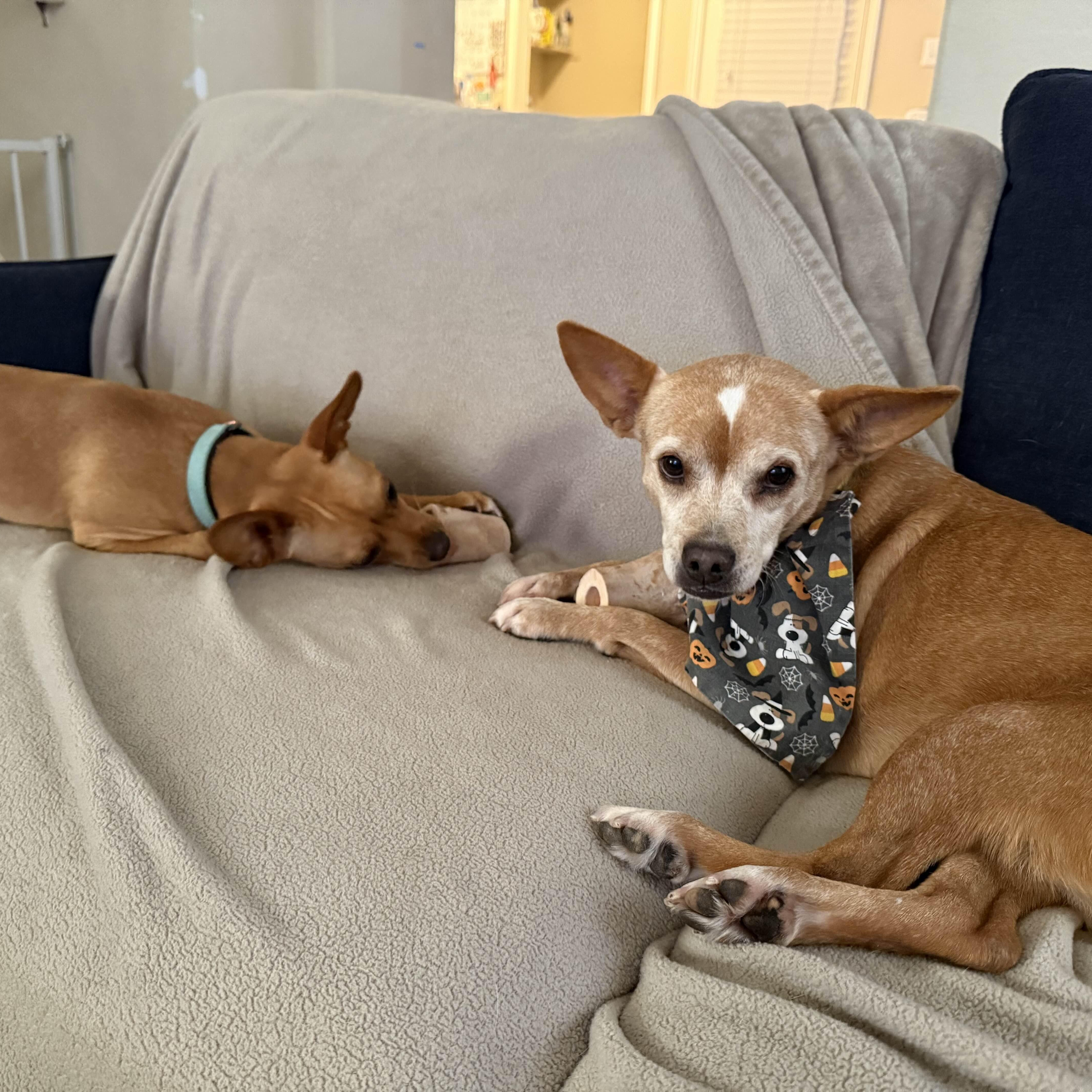 Addy, a Adoptable mixed breed in Brewster, NY image 5/5