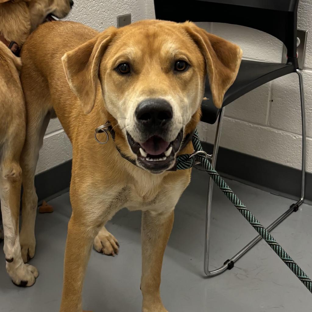 Tank, Adoptable, Adult Male Mixed Breed.