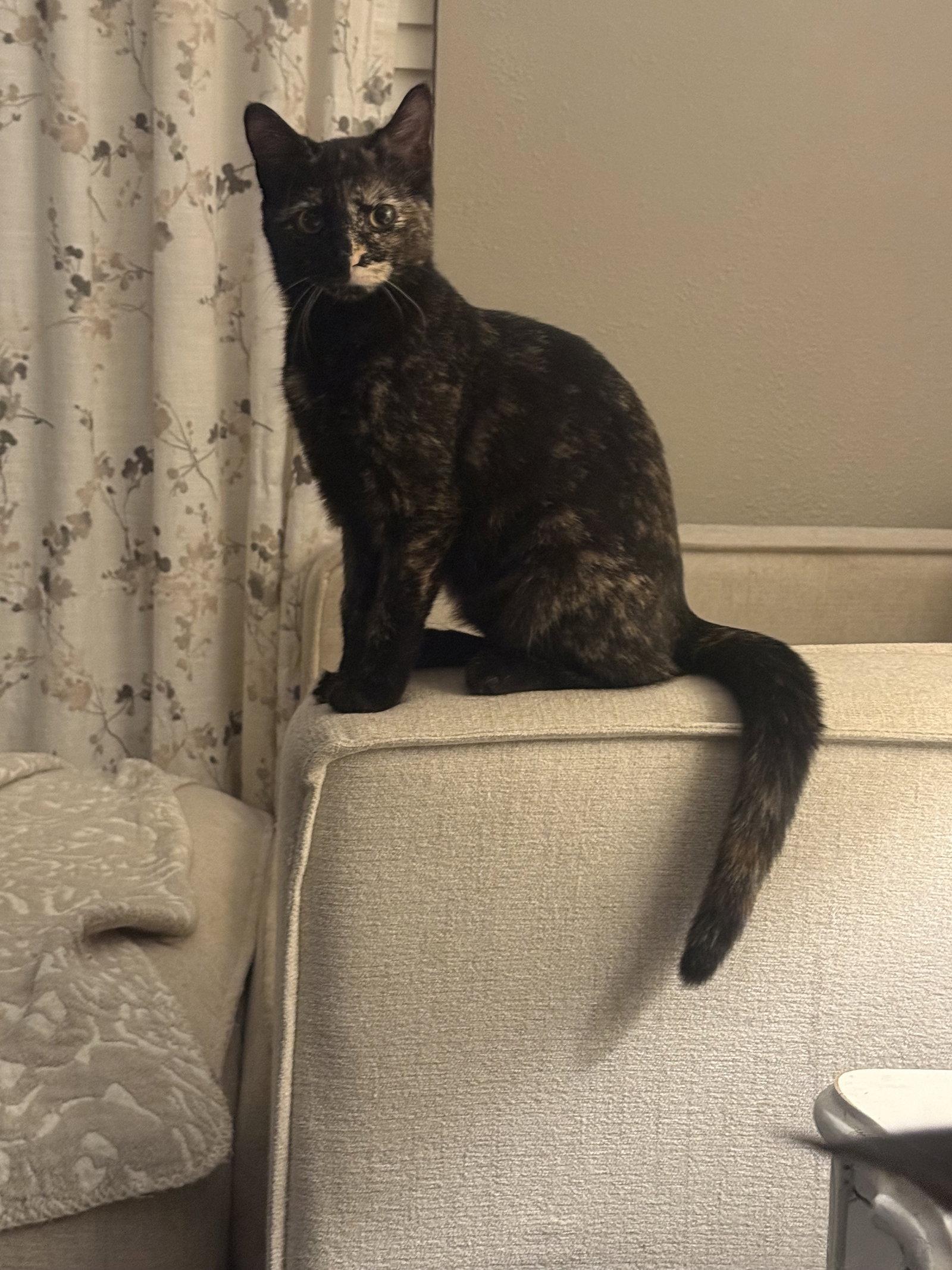 Pip, Adoptable, Kitten Female Tortoiseshell.