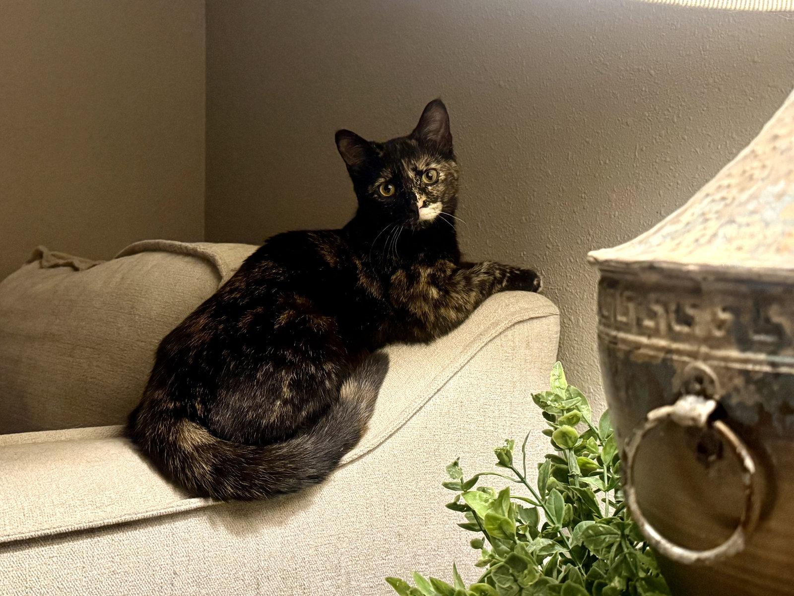 Enlarge Pip, a Adoptable Tortoiseshell in Fenton, MO image 2/3