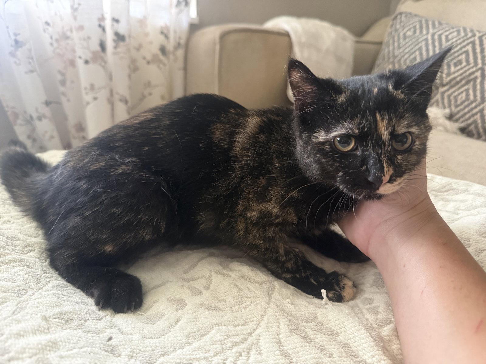 Pip, Adoptable, Kitten Female Tortoiseshell.