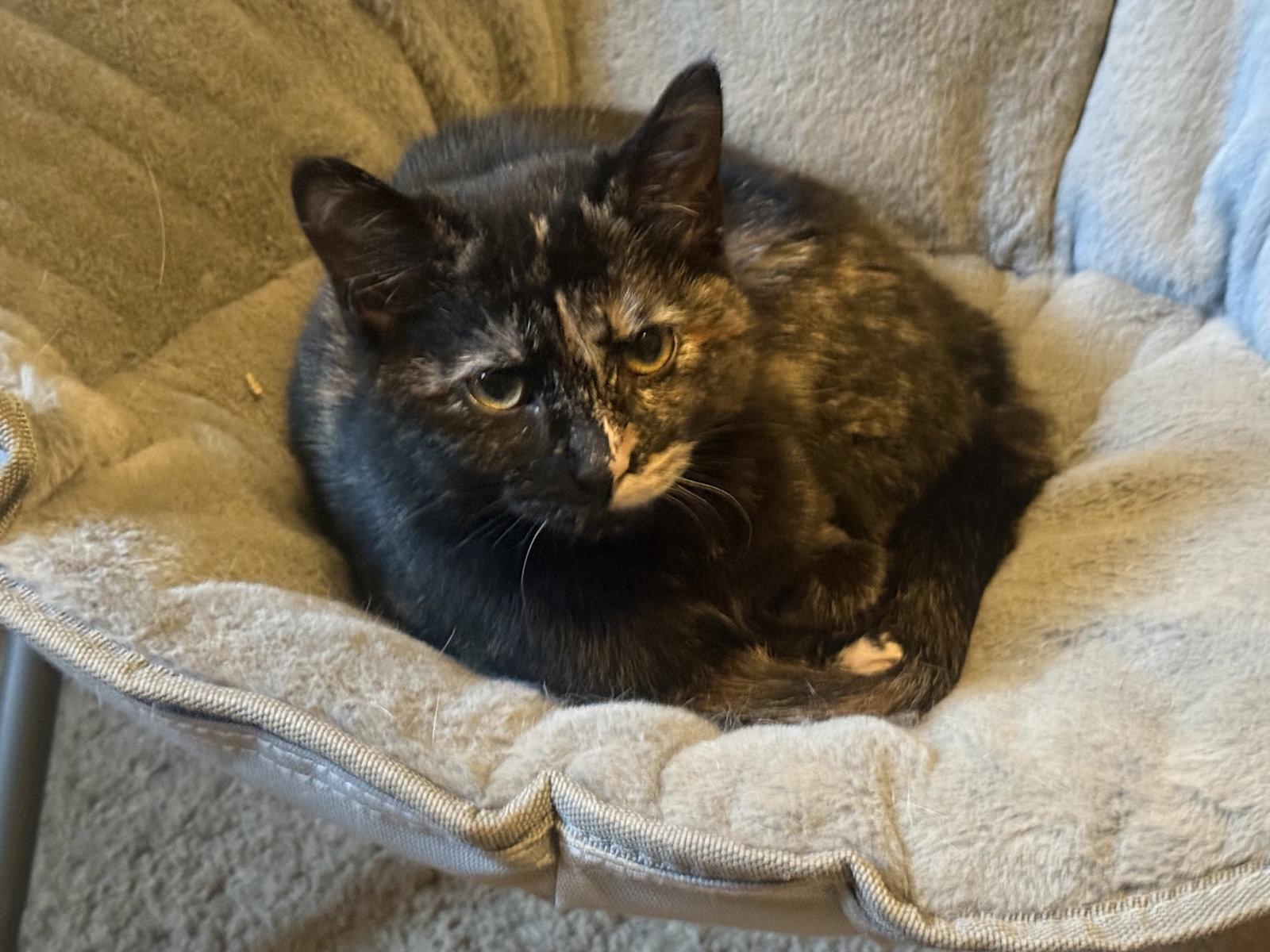 Pip, a Adoptable Tortoiseshell in Fenton, MO image 2/2