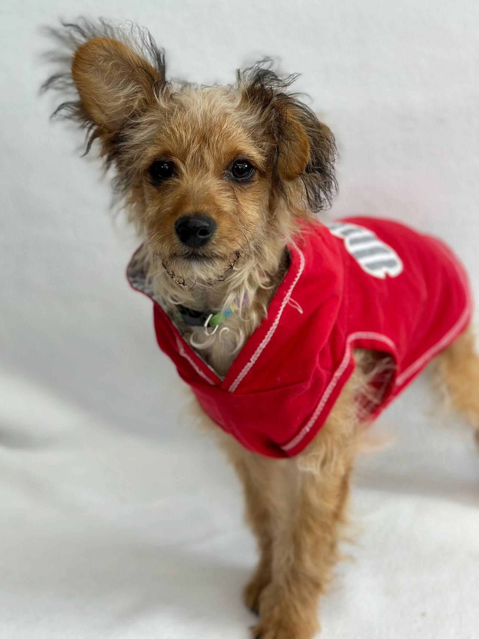 Wishbone, Adoptable, Puppy Male Poodle & Yorkshire Terrier.