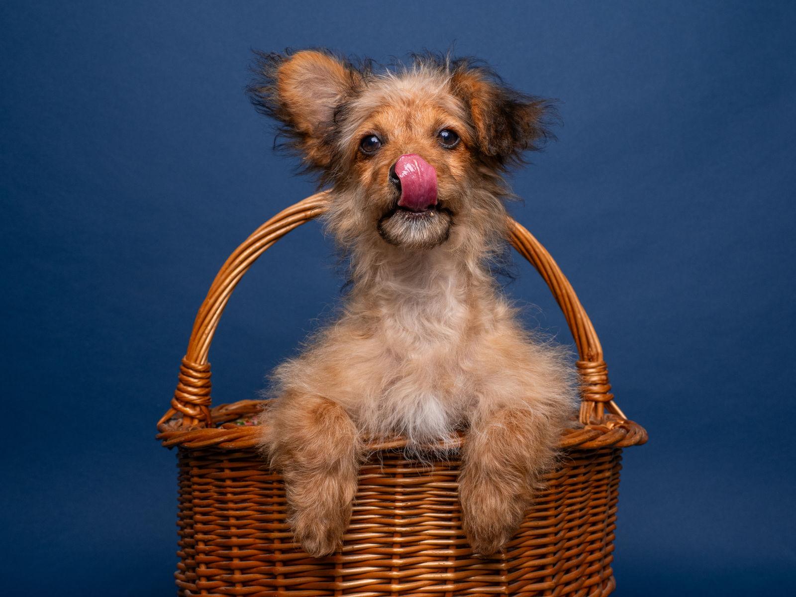 Wishbone, Adoptable, Puppy Male Poodle & Yorkshire Terrier.