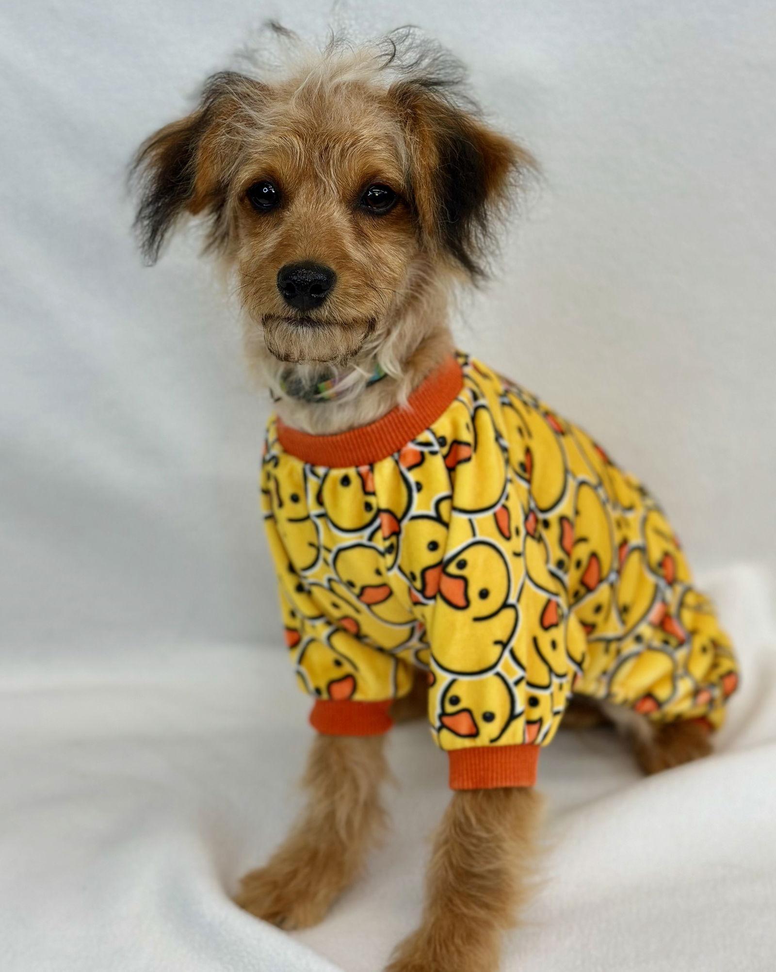 Wishbone, Adoptable, Puppy Male Poodle & Yorkshire Terrier.
