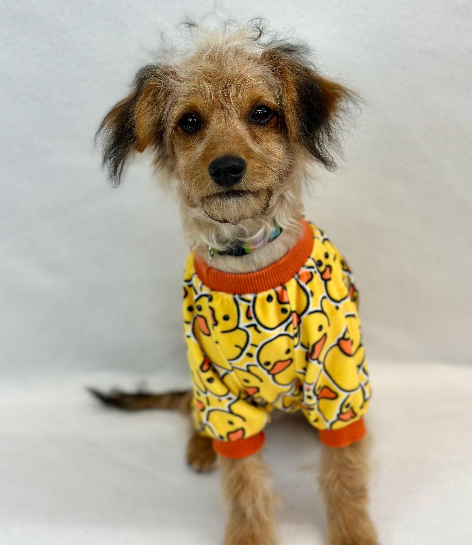 Enlarge Wishbone, a Adoptable mixed breed in Palo Alto, CA image 2/3