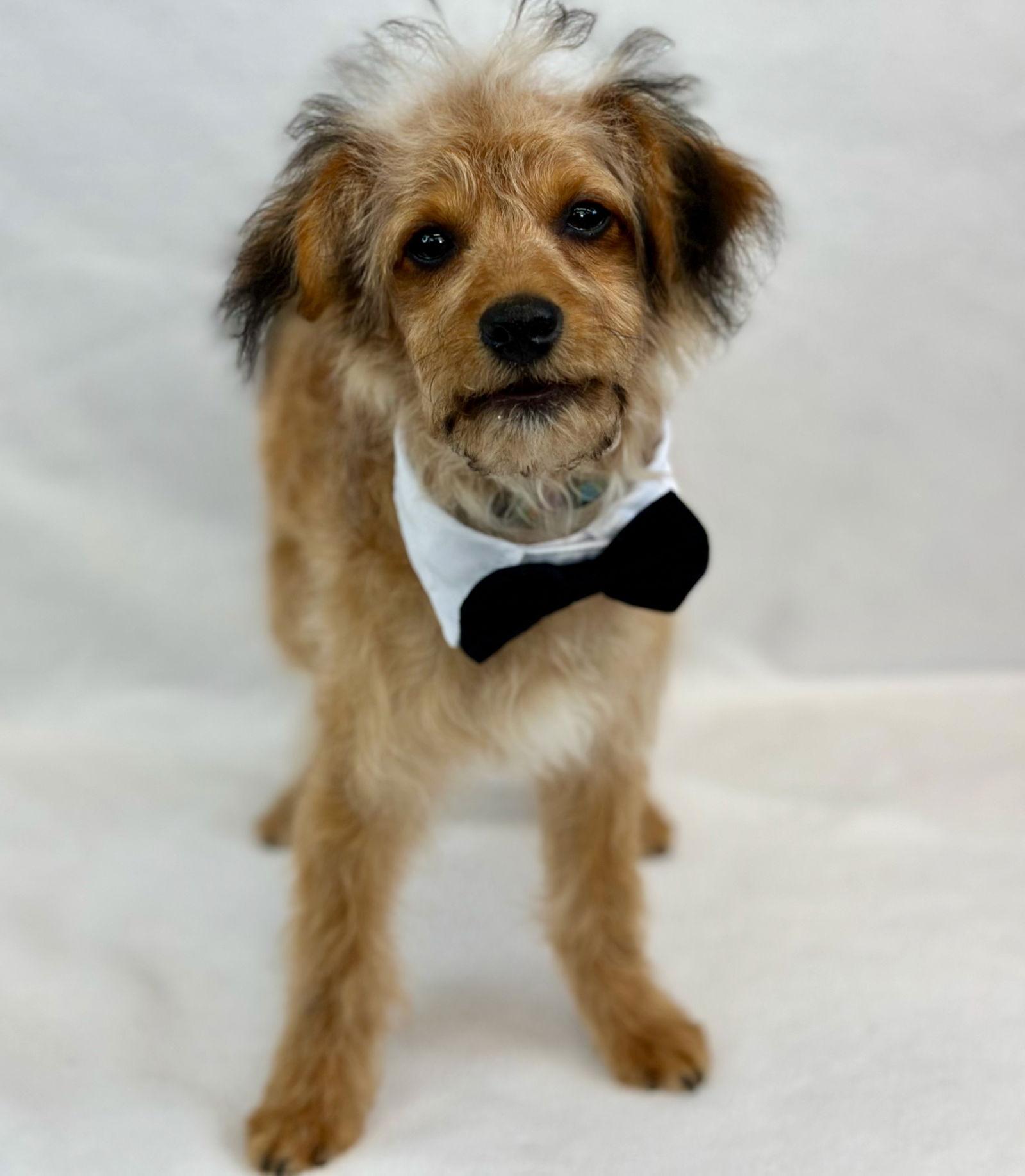 Enlarge Wishbone, a Adoptable mixed breed in Palo Alto, CA image 3/3