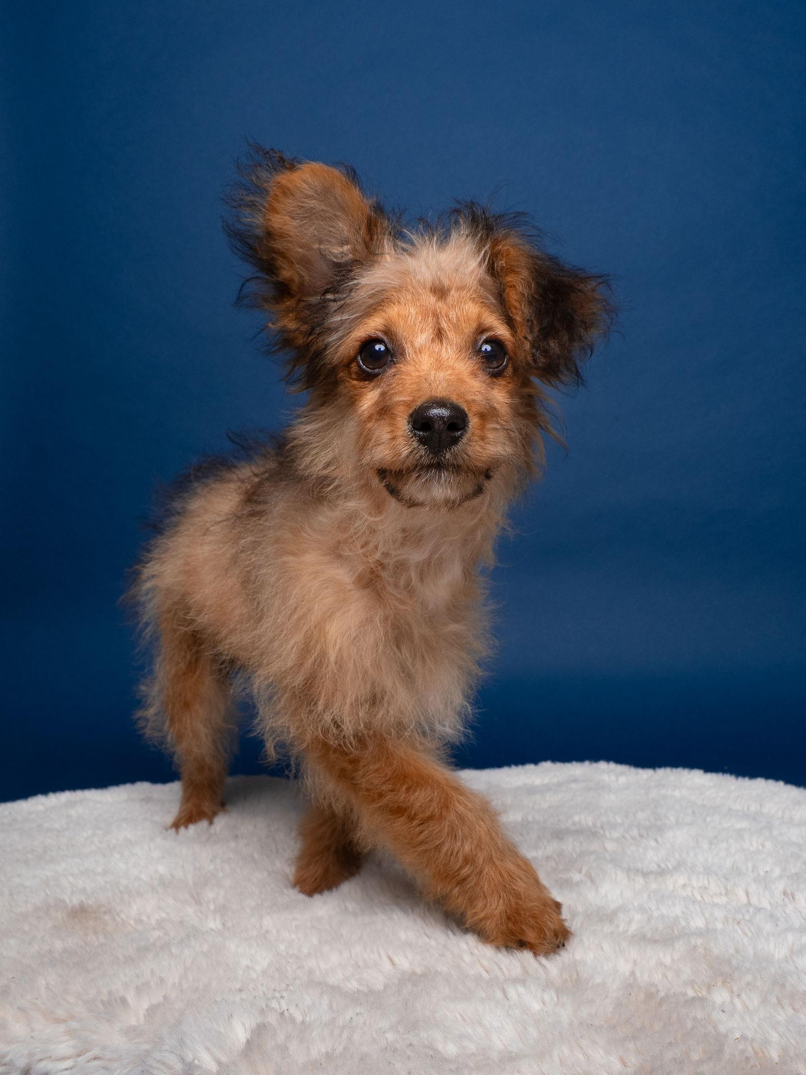 Enlarge Wishbone, a Adoptable mixed breed in Palo Alto, CA image 2/3