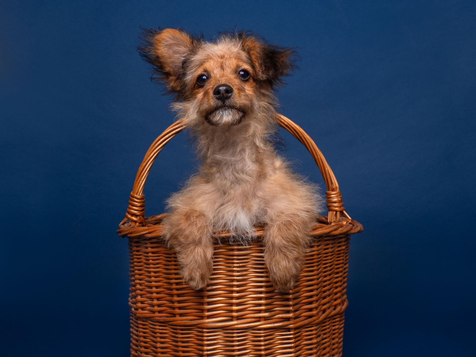 Enlarge Wishbone, a Adoptable mixed breed in Palo Alto, CA image 3/3