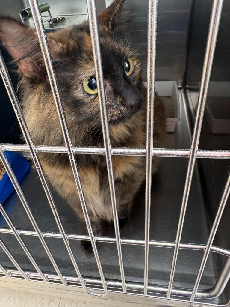 Foxy Lady, Adoptable, Young Female Domestic Medium Hair.