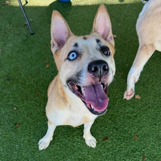Gloria, a Adoptable mixed breed in Lakeland, FL image 1/3