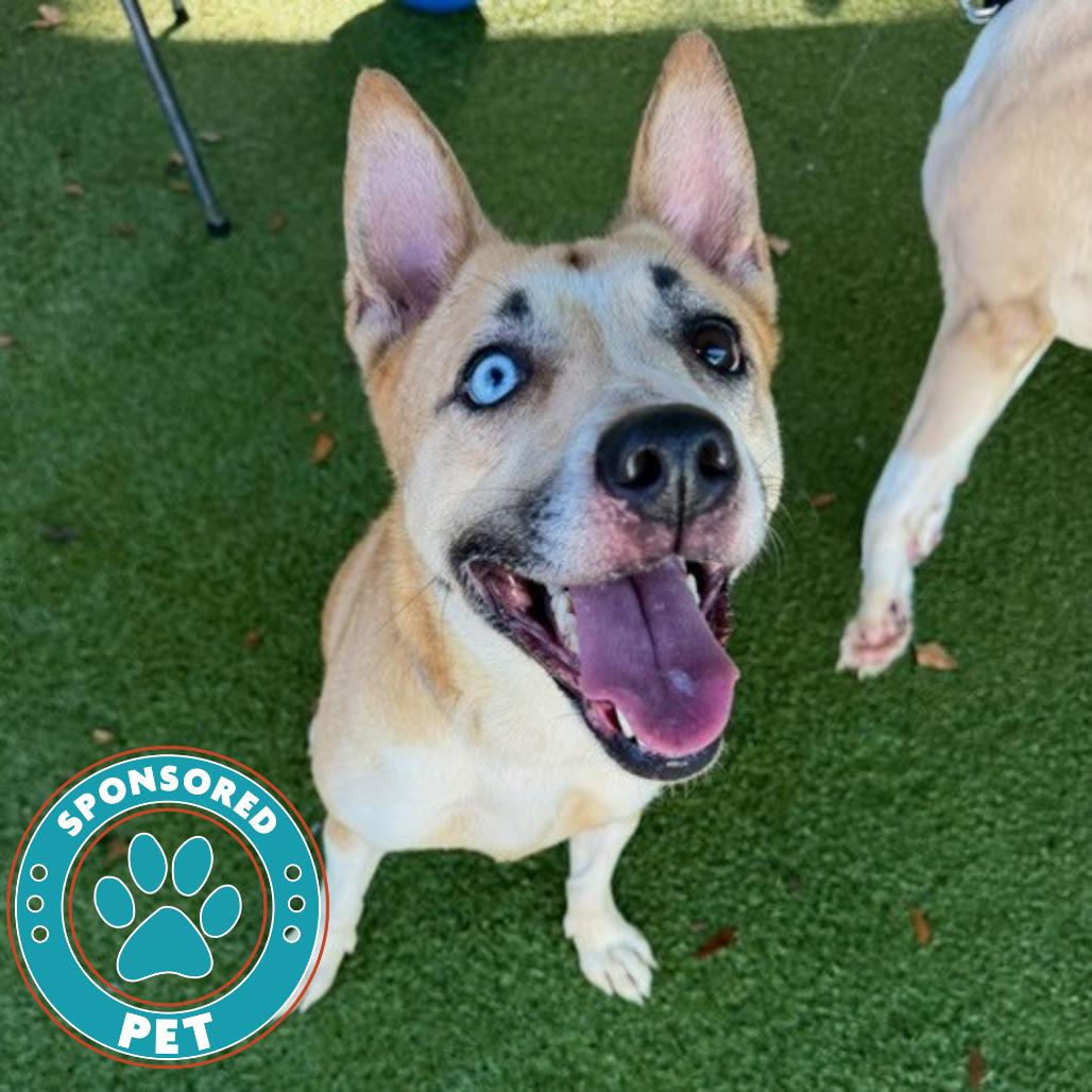 Gloria, a Adoptable mixed breed in Lakeland, FL image 2/3