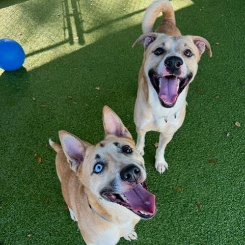 Gloria, a Adoptable mixed breed in Lakeland, FL image 3/3
