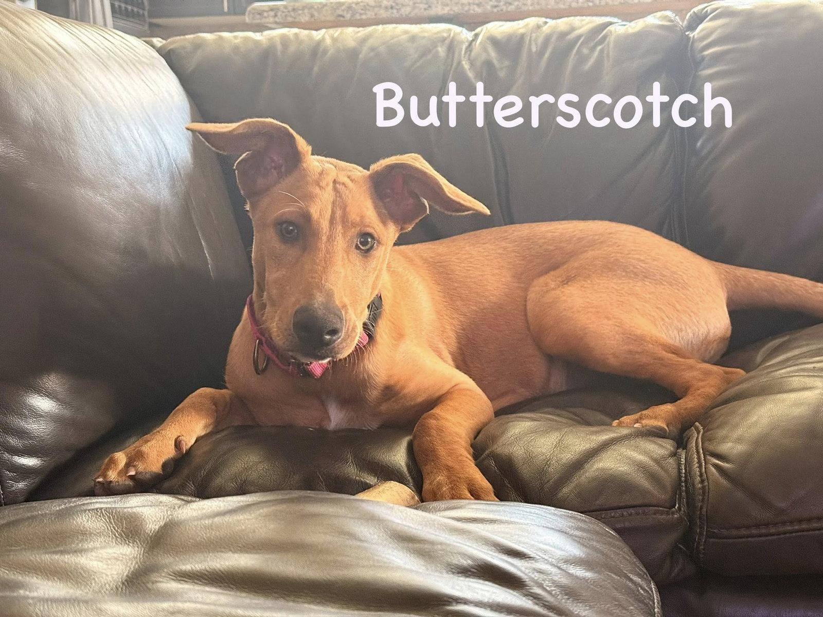 Butterscotch, Adoptable, Young Female Pharaoh Hound & Labrador Retriever.