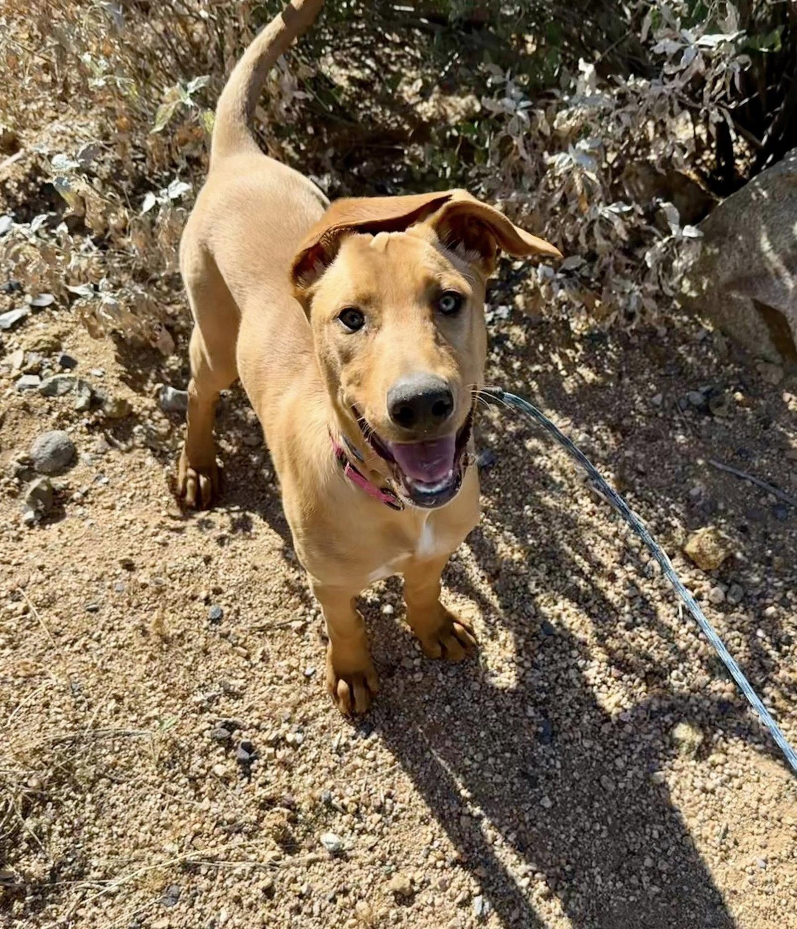 Enlarge Butterscotch, a Adoptable mixed breed in Phoenix, AZ image 2/3