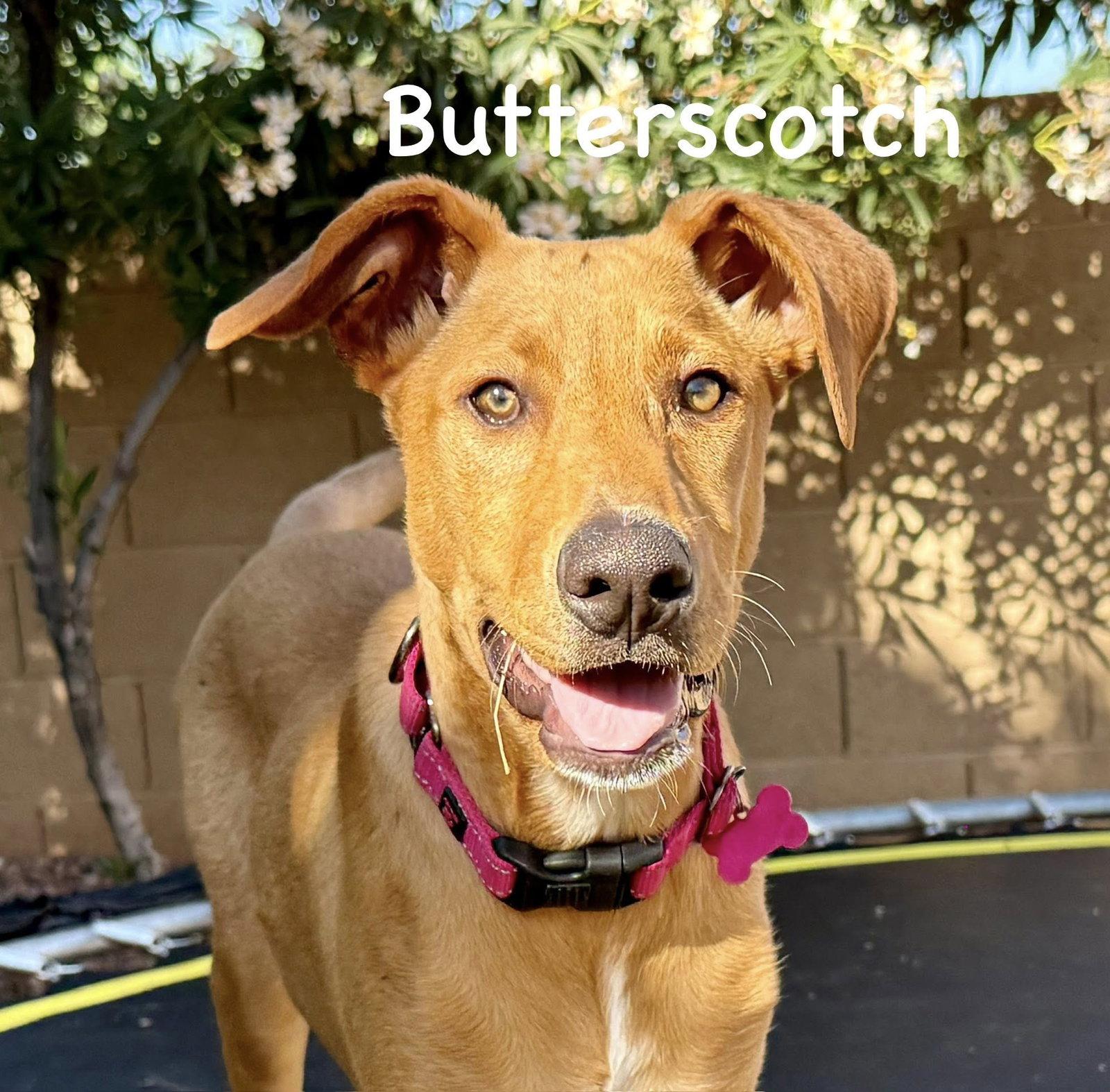 Enlarge Butterscotch, a Adoptable mixed breed in Phoenix, AZ image 3/3