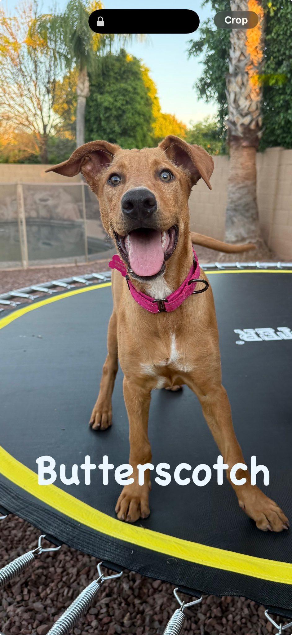 Enlarge Butterscotch, a Adoptable mixed breed in Phoenix, AZ image 1/3