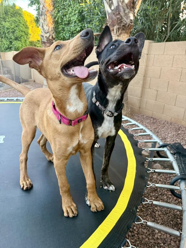 Enlarge Butterscotch, a Adoptable mixed breed in Phoenix, AZ image 2/3