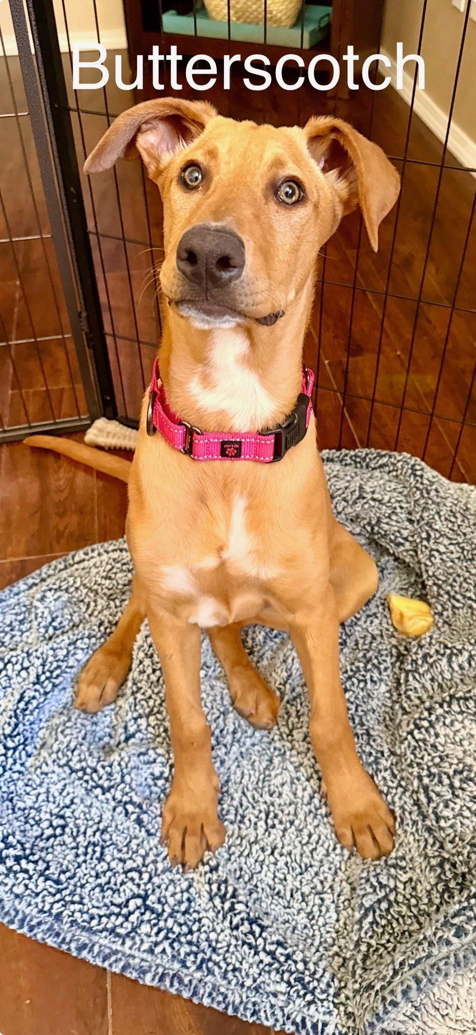 Enlarge Butterscotch, a Adoptable mixed breed in Phoenix, AZ image 3/3