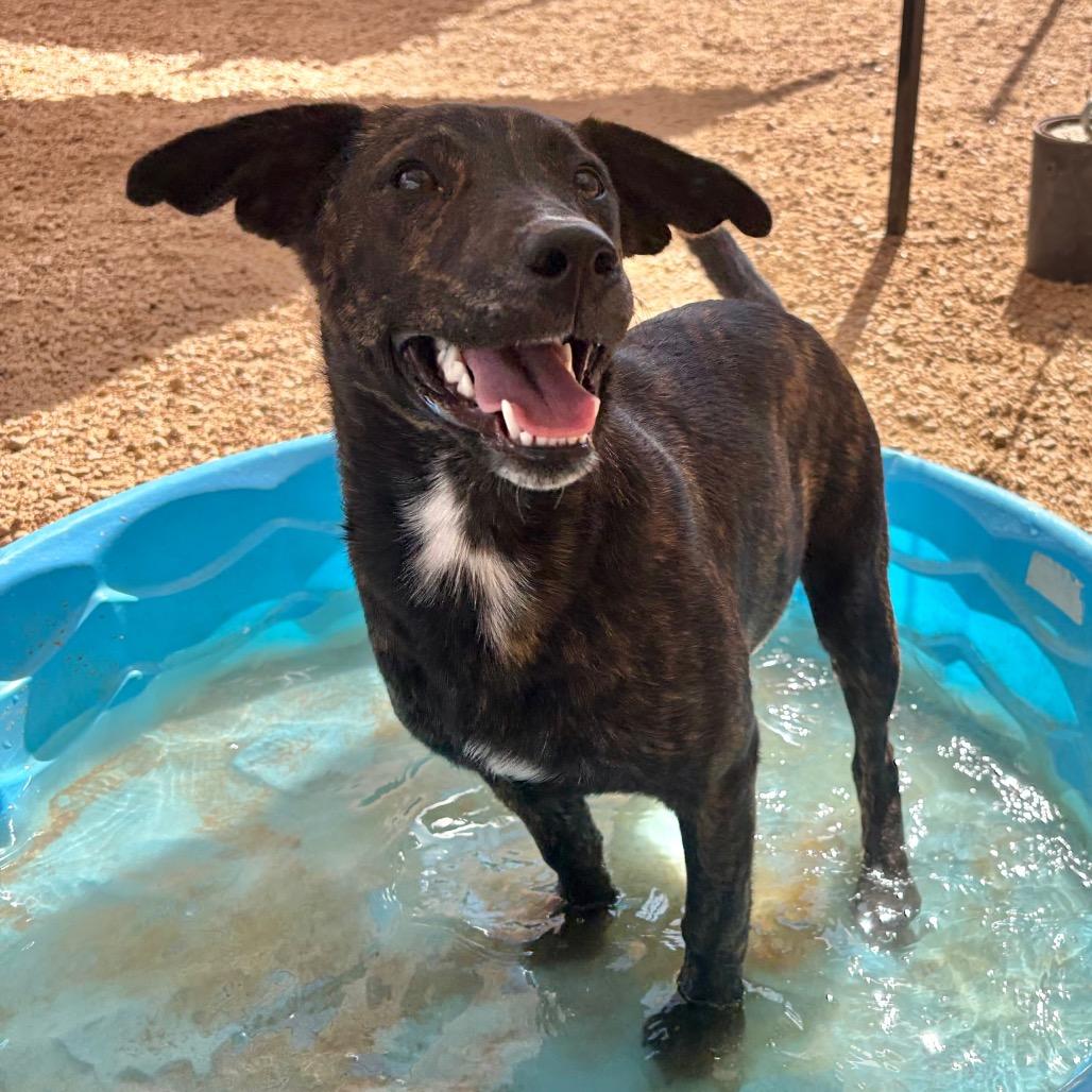 Coco KCAC #765.26, Adoptable, Young Female Mixed Breed.