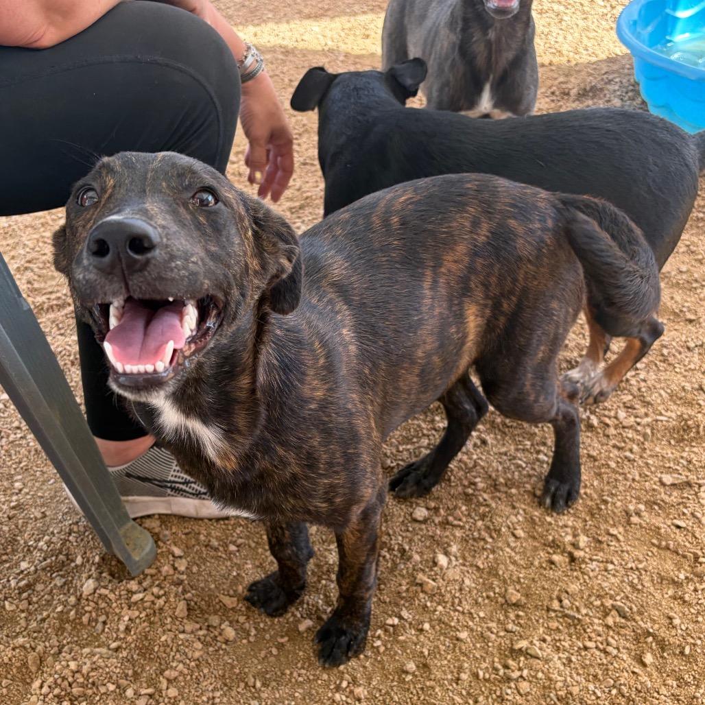 Enlarge Coco KCAC #765.26, a Adoptable Mixed Breed in Kerrville, TX image 2/5
