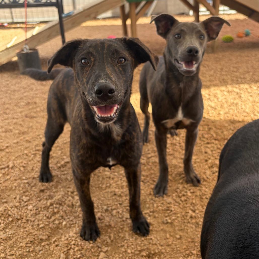 Enlarge Coco KCAC #765.26, a Adoptable Mixed Breed in Kerrville, TX image 3/5