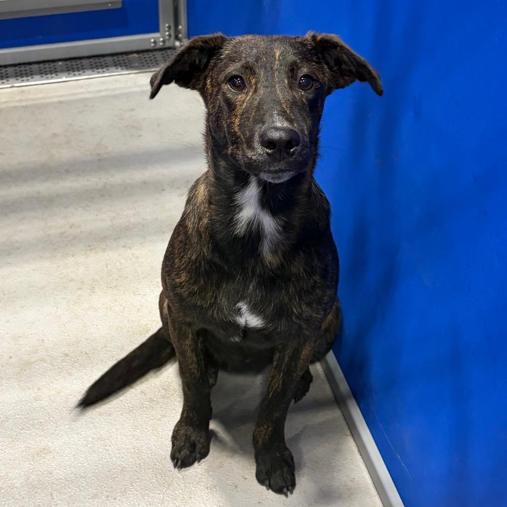 Enlarge Coco KCAC #765.26, a Adoptable Mixed Breed in Kerrville, TX image 4/5