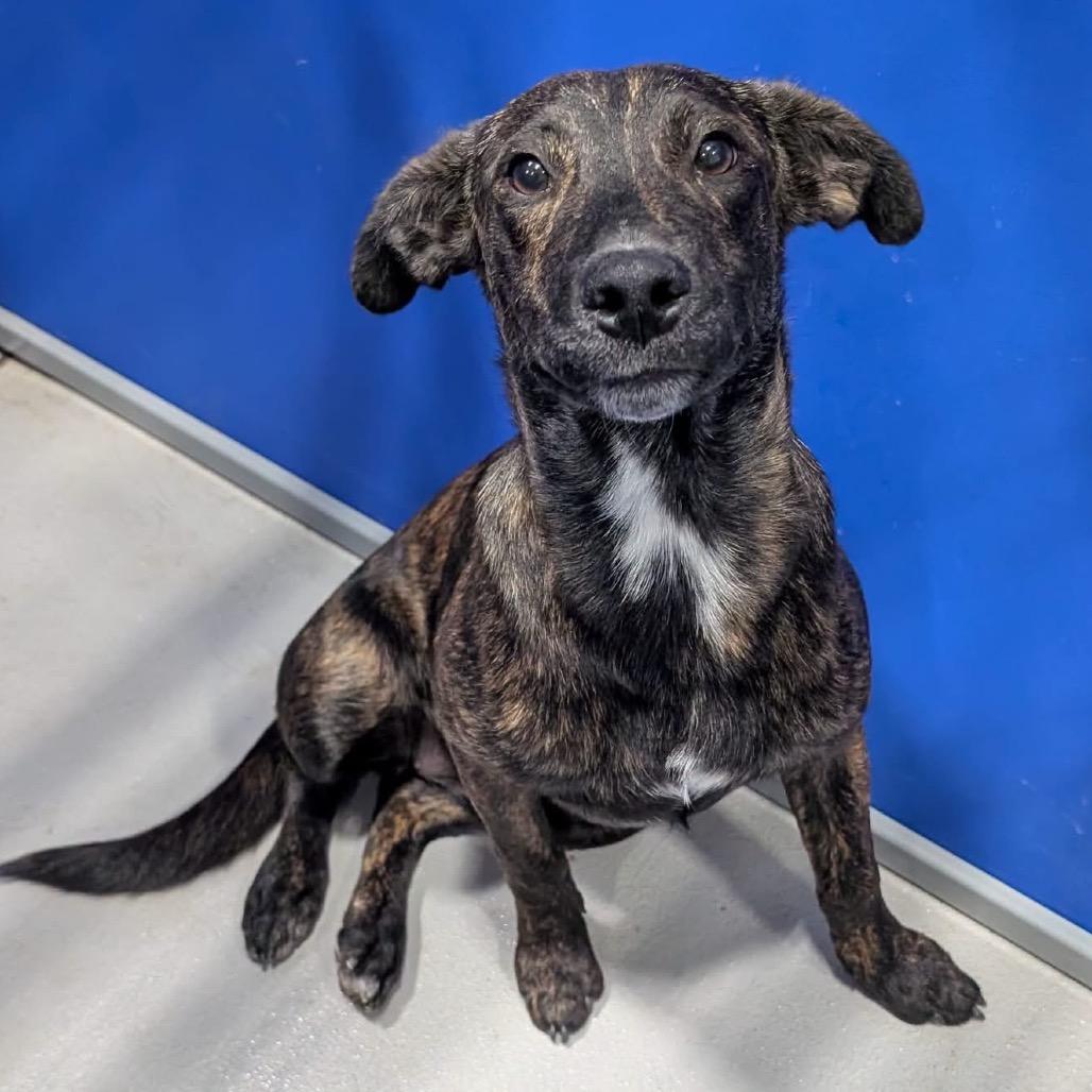 Enlarge Coco KCAC #765.26, a Adoptable Mixed Breed in Kerrville, TX image 5/5