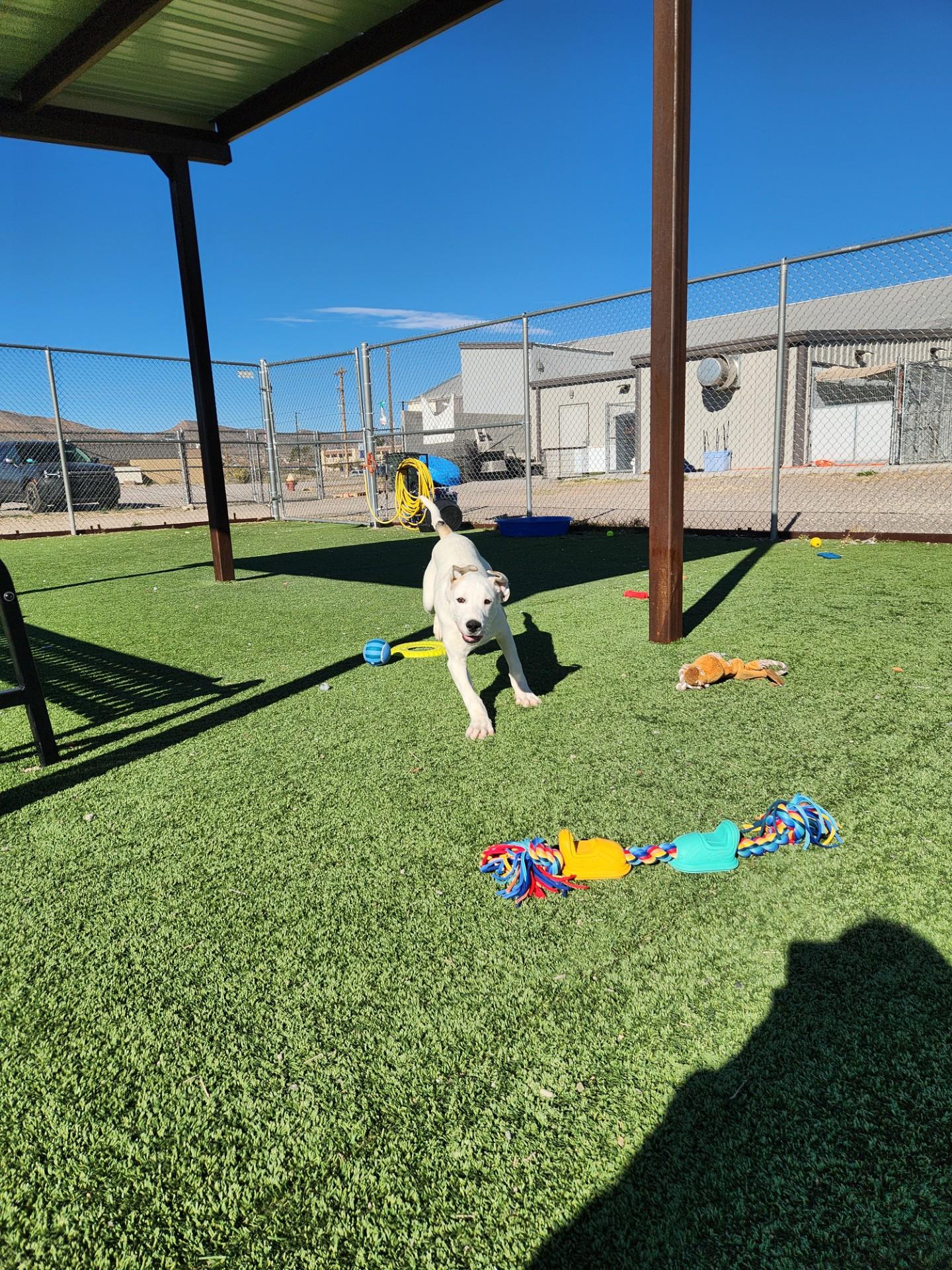 Blizzard, ADOPTABLE, Young Male Labrador Retriever & Great Dane.