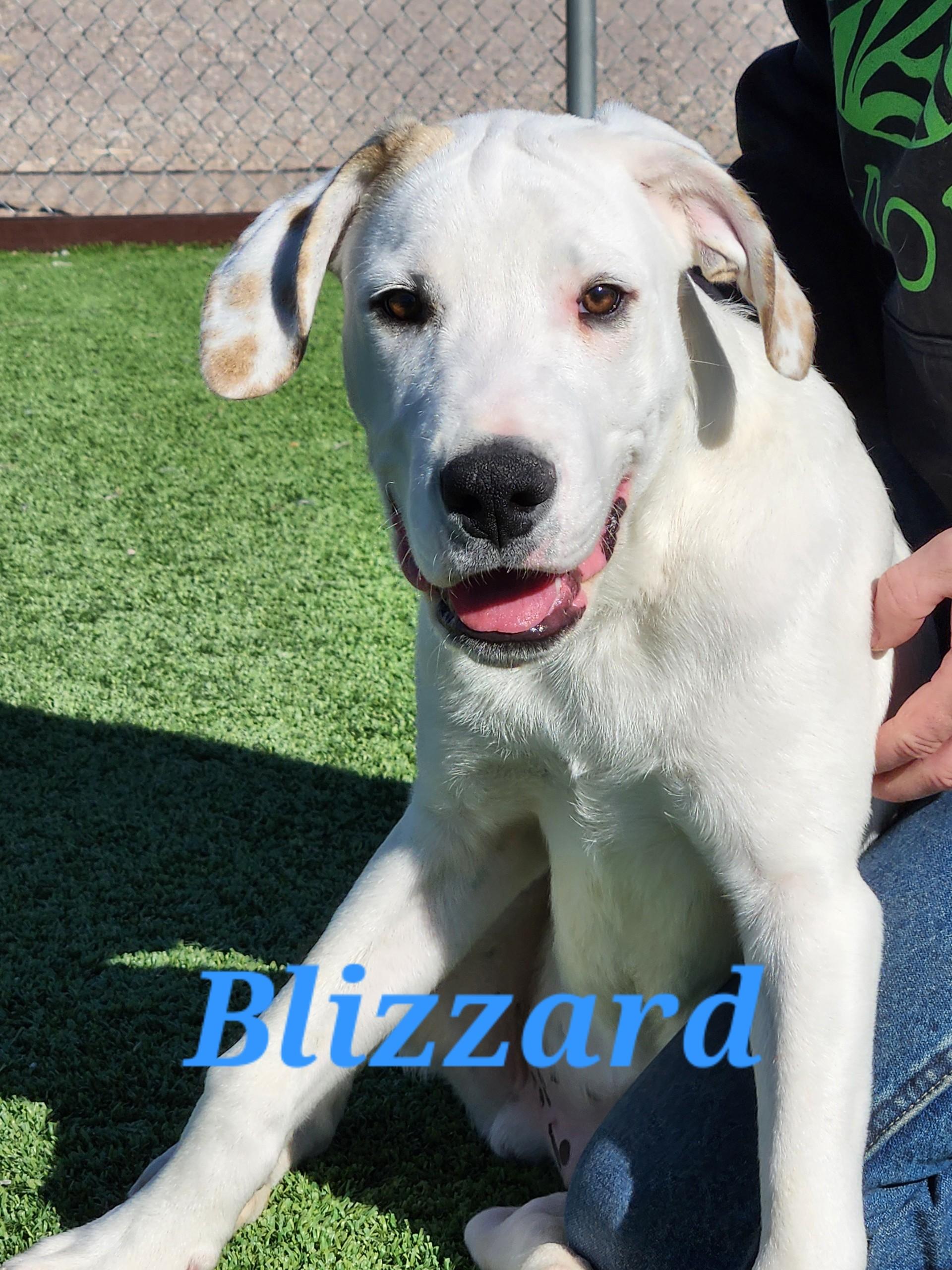 Enlarge Blizzard, a ADOPTABLE mixed breed in Truth or Consequences , NM image 3/6