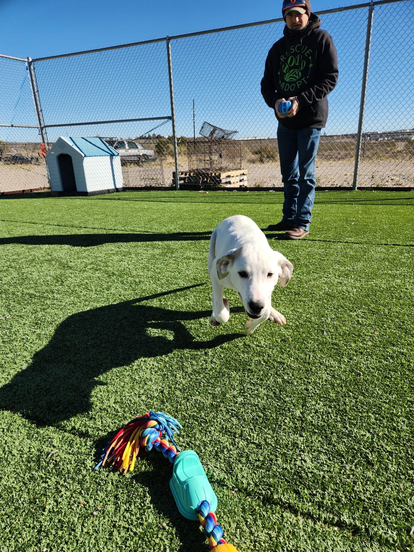 Enlarge Blizzard, a ADOPTABLE mixed breed in Truth or Consequences , NM image 4/6