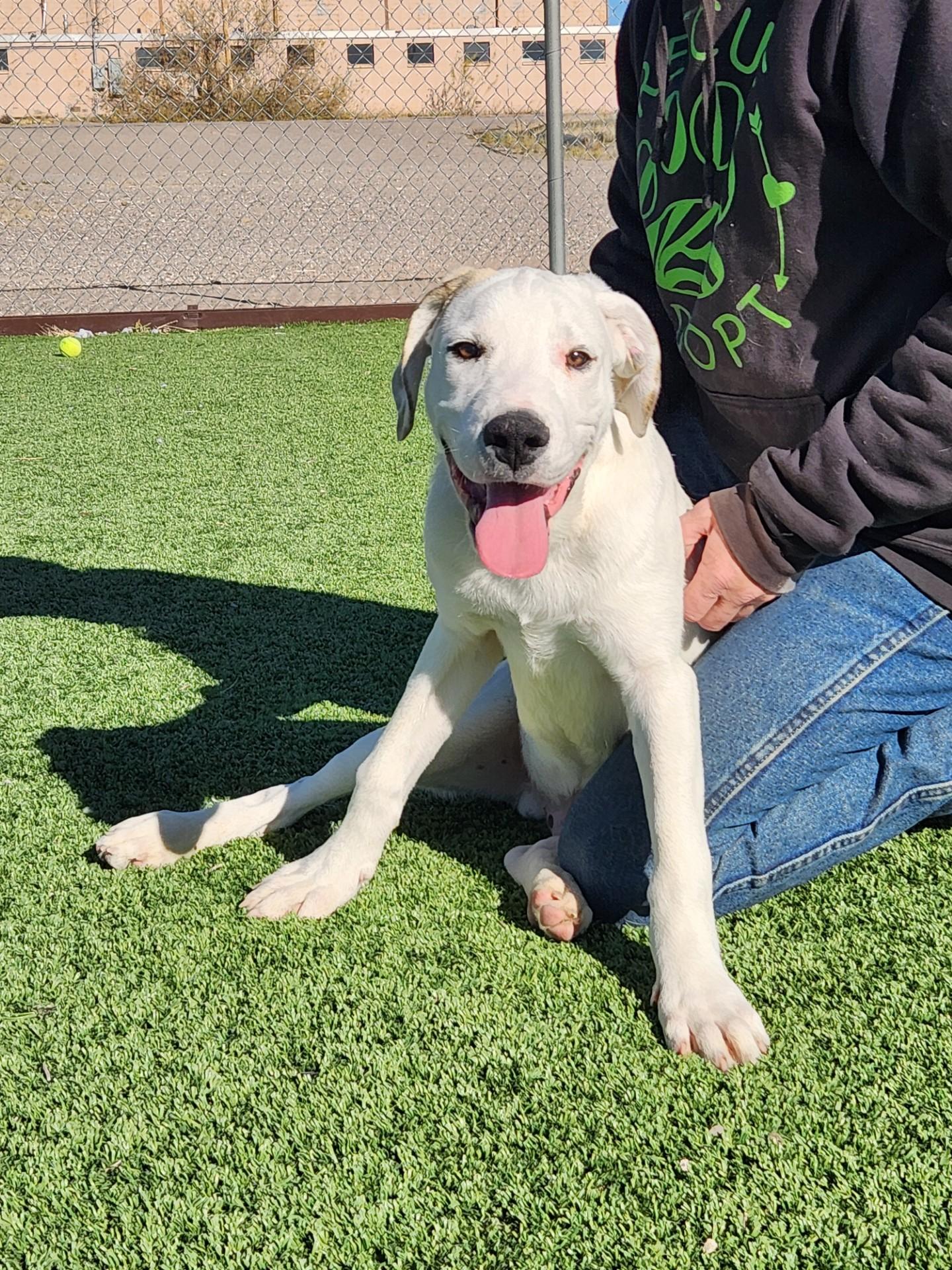 Enlarge Blizzard, a ADOPTABLE mixed breed in Truth or Consequences , NM image 6/6