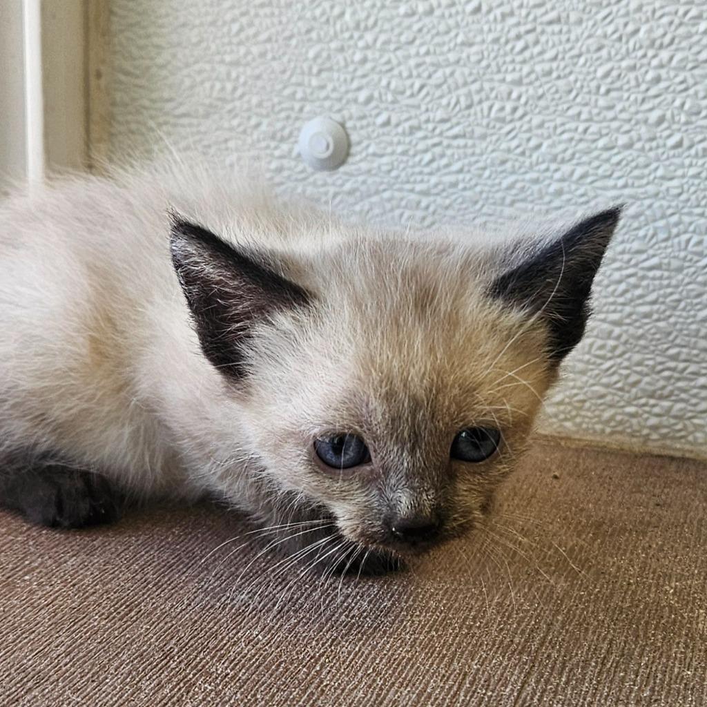 Corral kitten 2, Adoptable, Kitten Male Domestic Medium Hair.