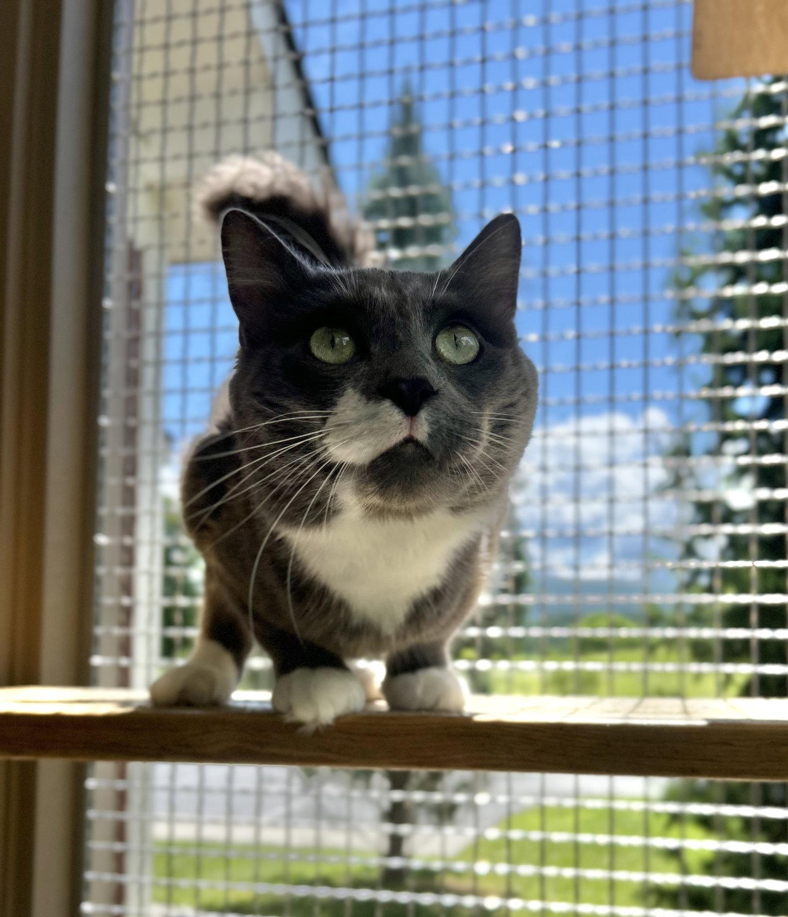 Emmett, Adoptable, Adult Male Domestic Medium Hair.