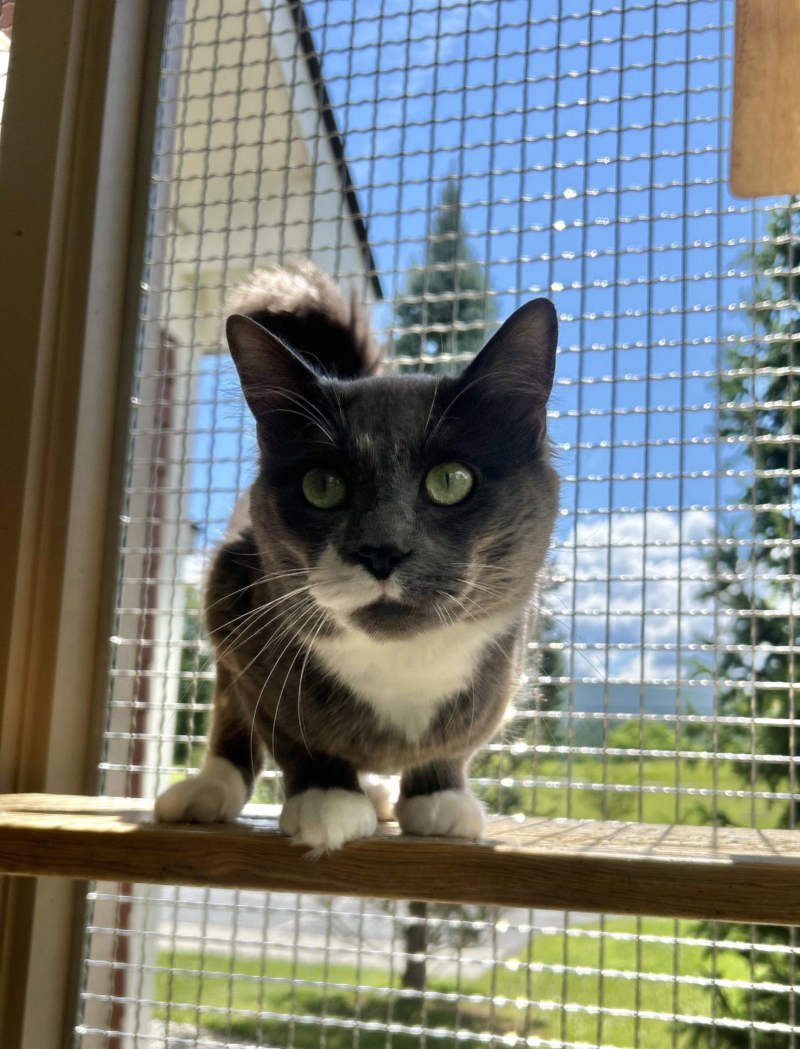 Emmett, a Adoptable Domestic Medium Hair in Arlington, VT image 2/3