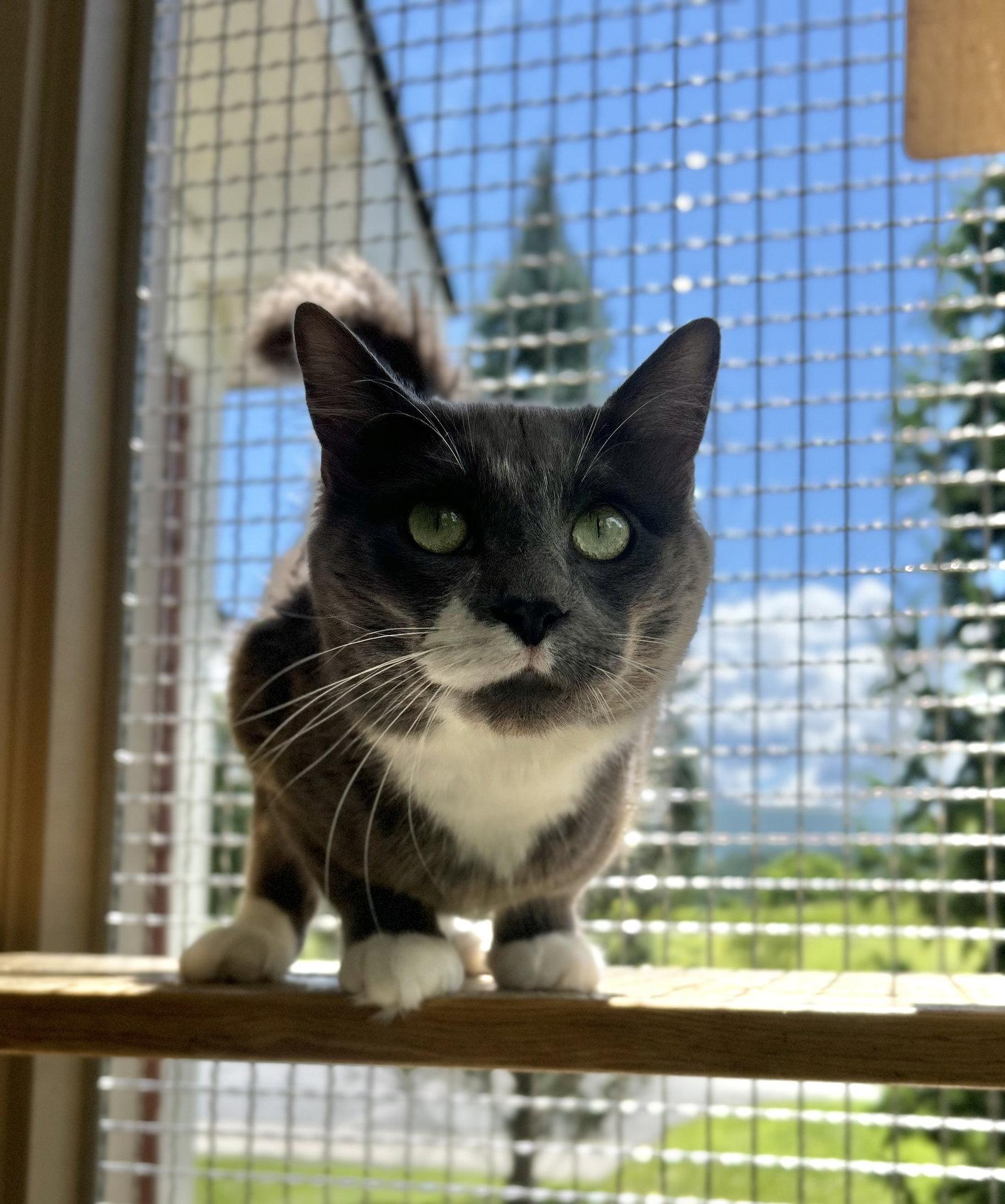 Emmett, a Adoptable Domestic Medium Hair in Arlington, VT image 3/3