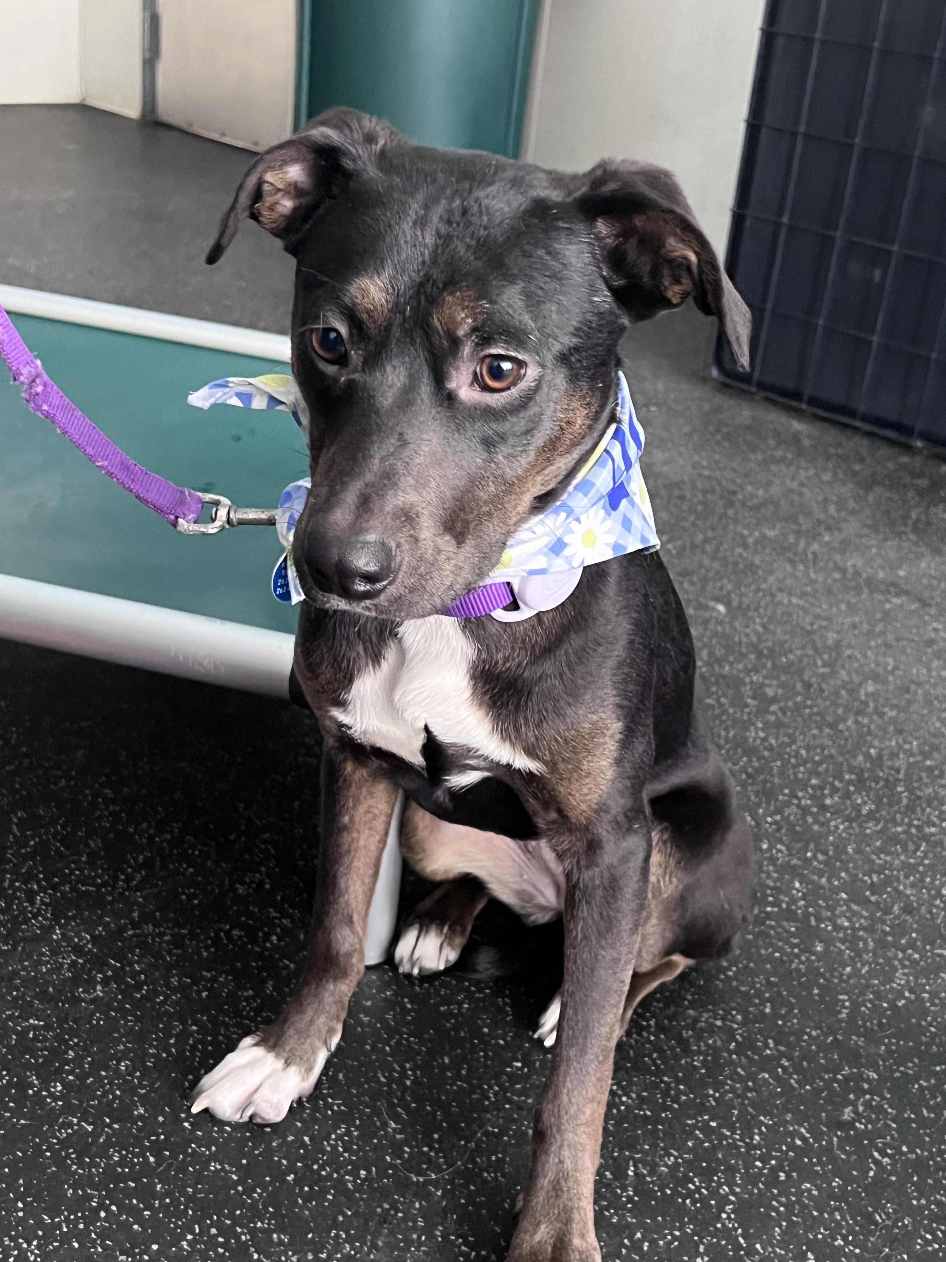 Starr, an adopted mixed breed in Cedarburg, WI image 6/6