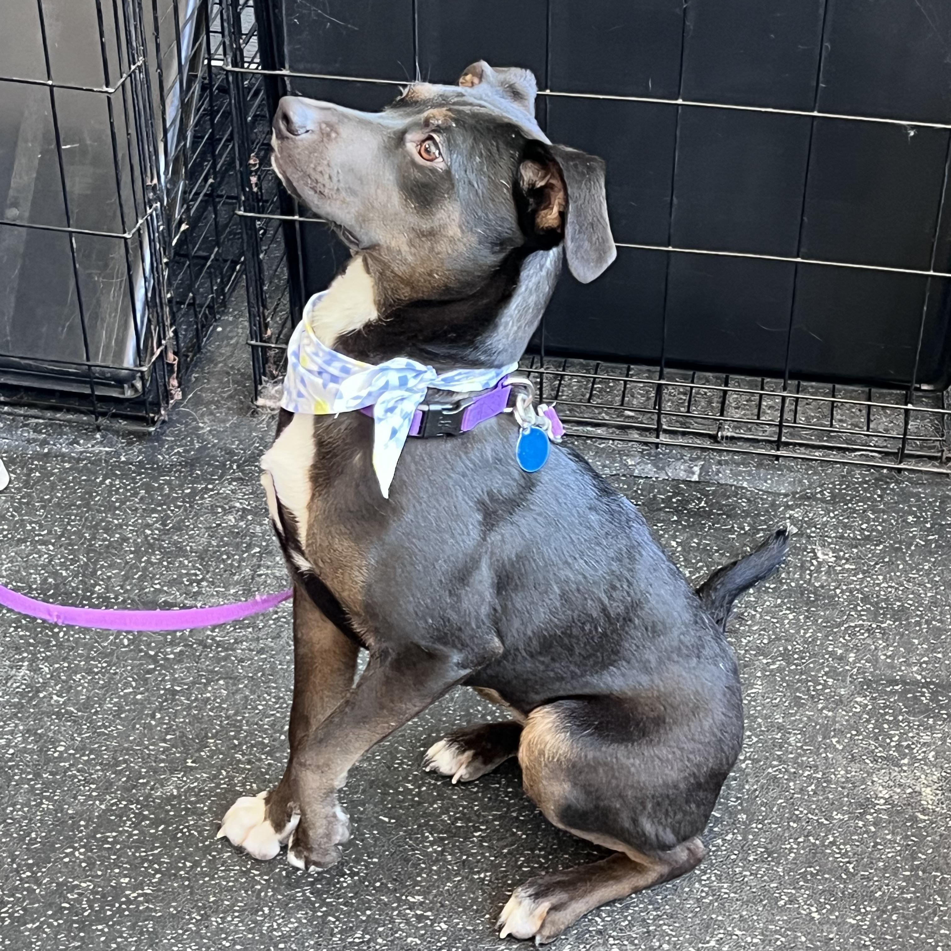 Starr, an adopted mixed breed in Cedarburg, WI image 5/6